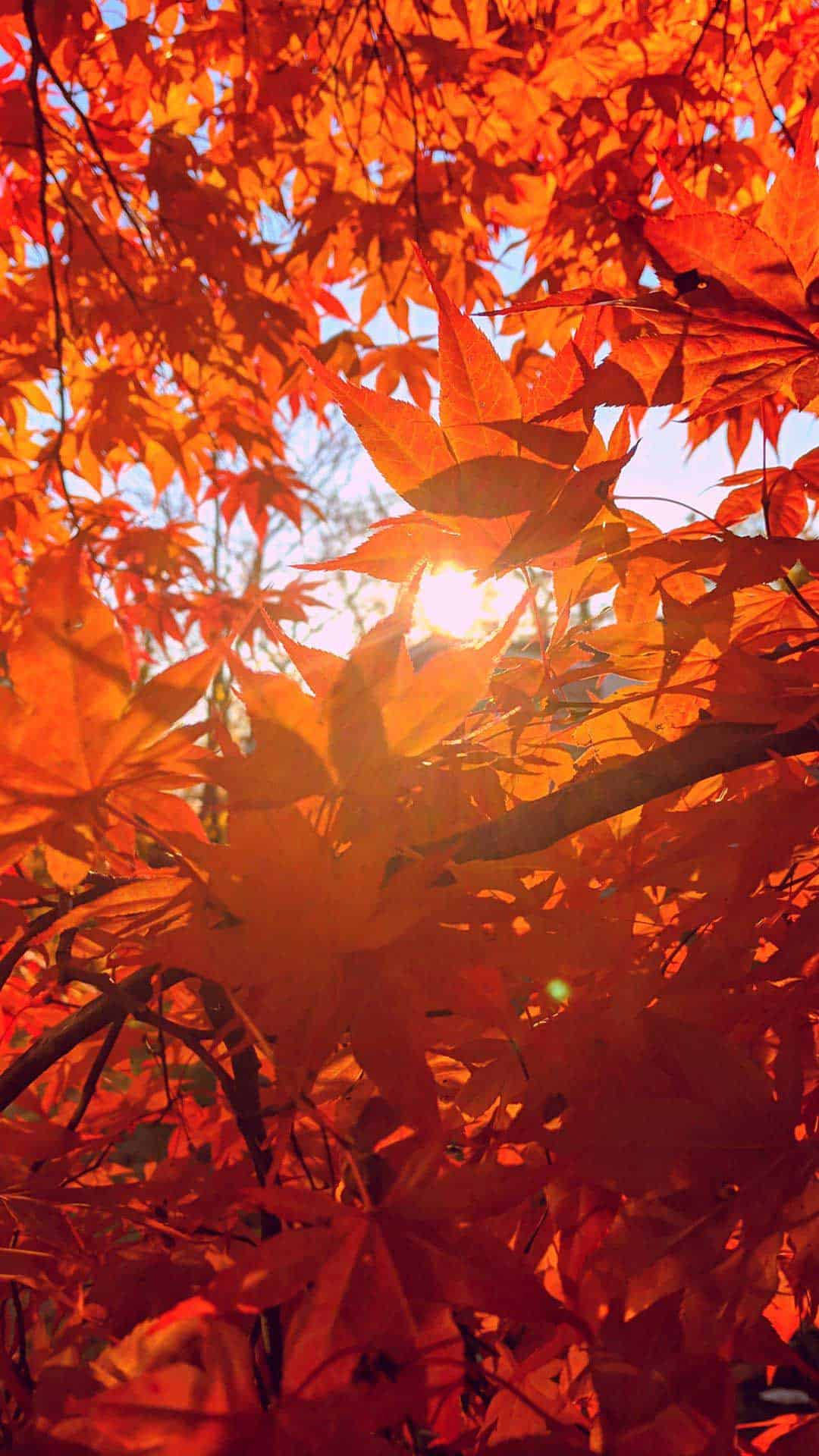 Download Orange Tree Sunny Day Fall iPhone Wallpaper