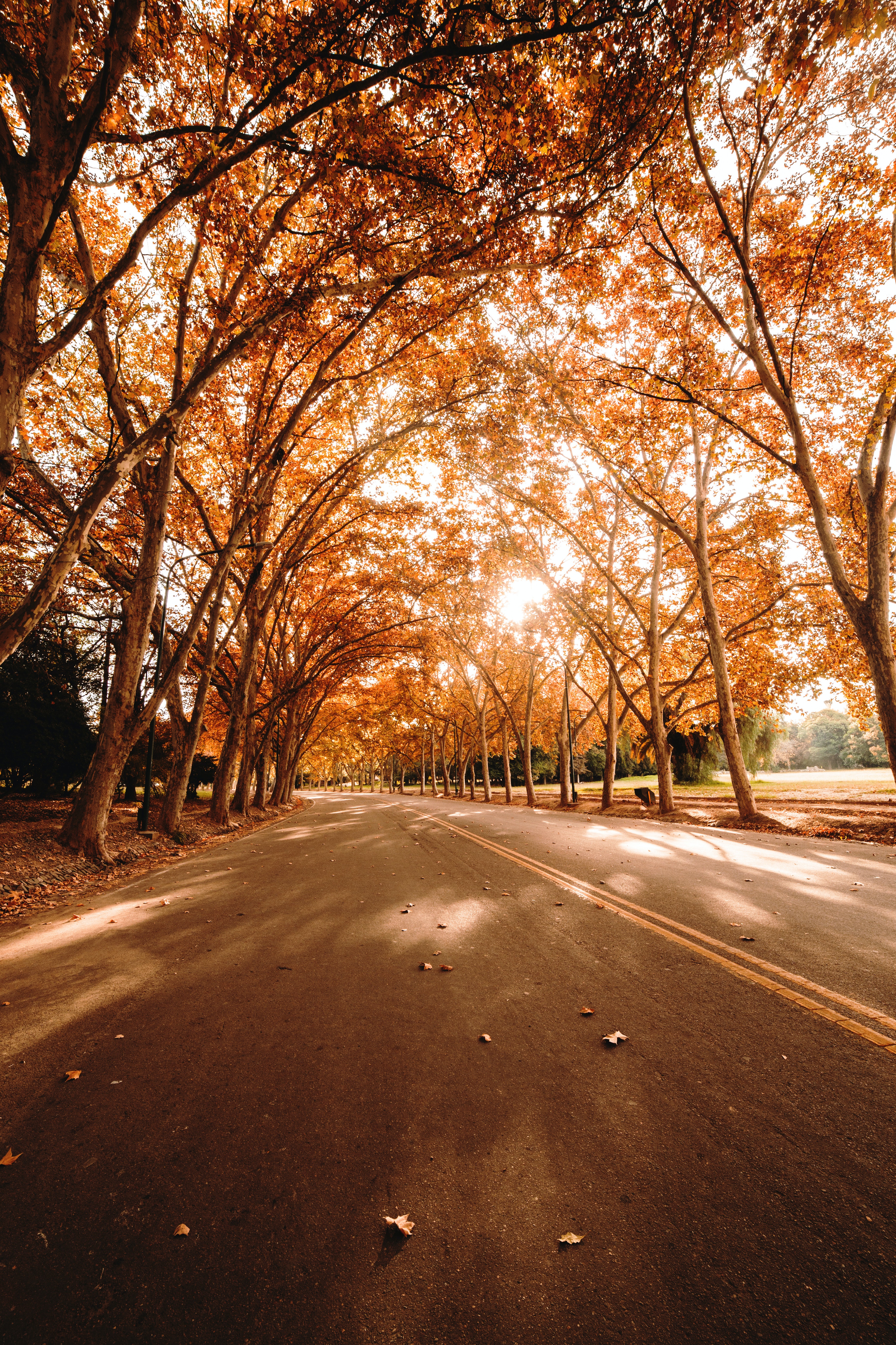 Asphalt road with trees on sunny autumn day · Free