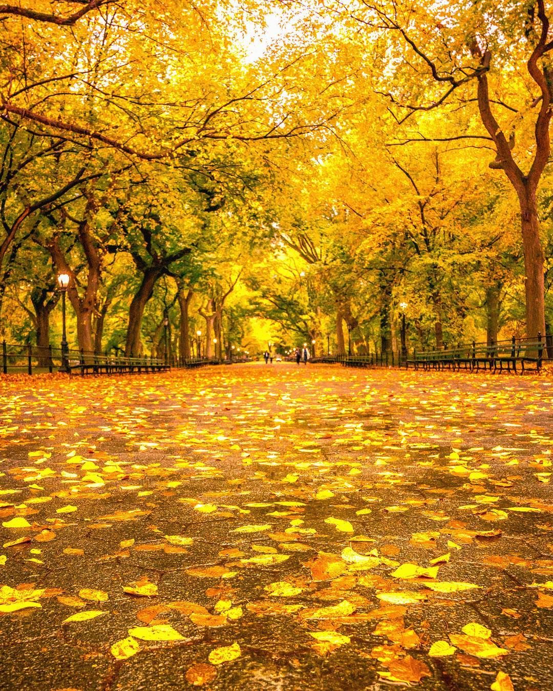 Central Park. Nyc fall, Instagram, New york city