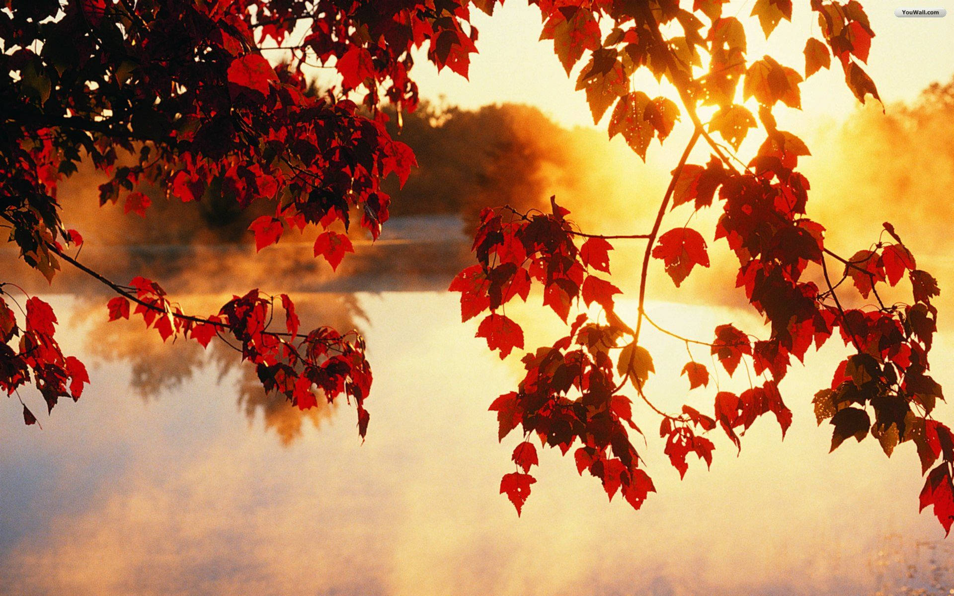 Download Autumn Leaves And Sunshine Wallpaper