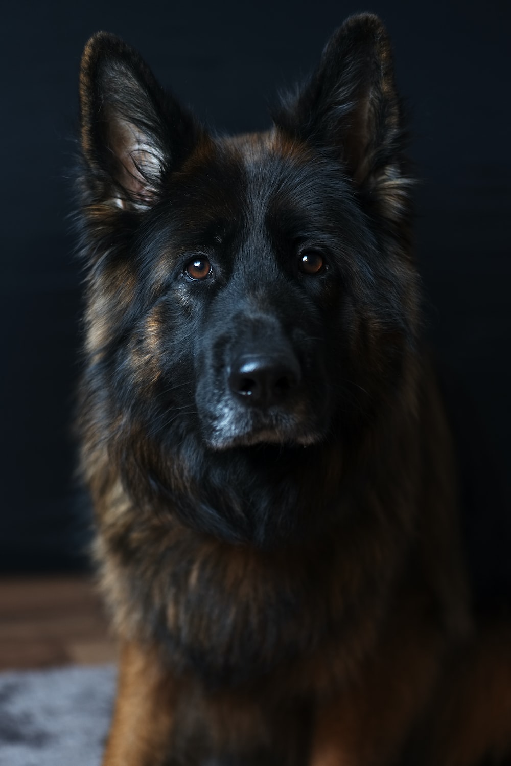 German Shepherd Dog Picture [HD]. Download Free Image