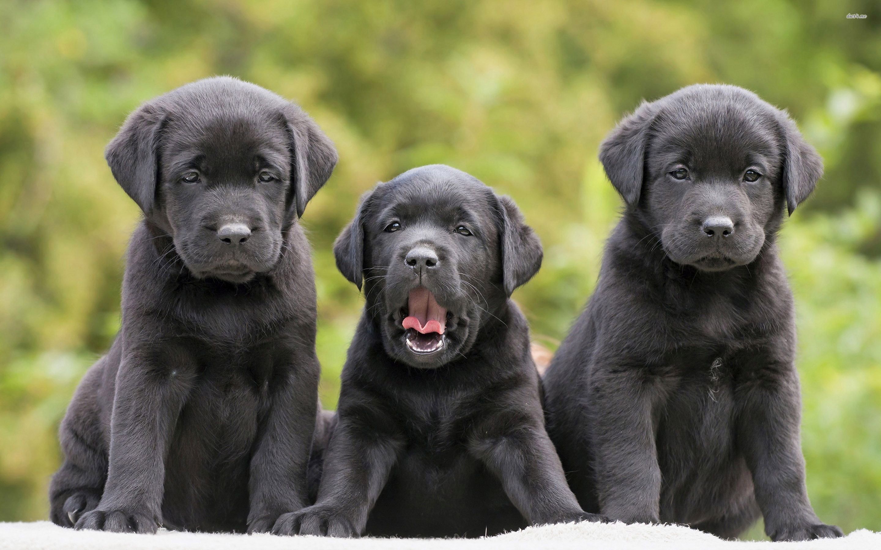 Cute Black Lab Puppies Wallpaper