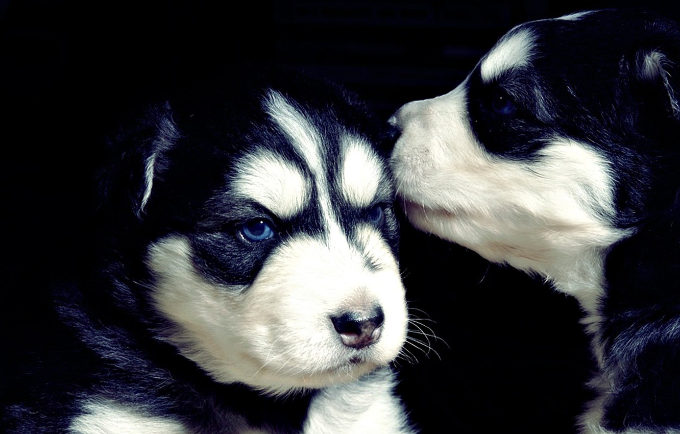Wallpaper black, puppies, husky, cute, puppies image for desktop, section собаки