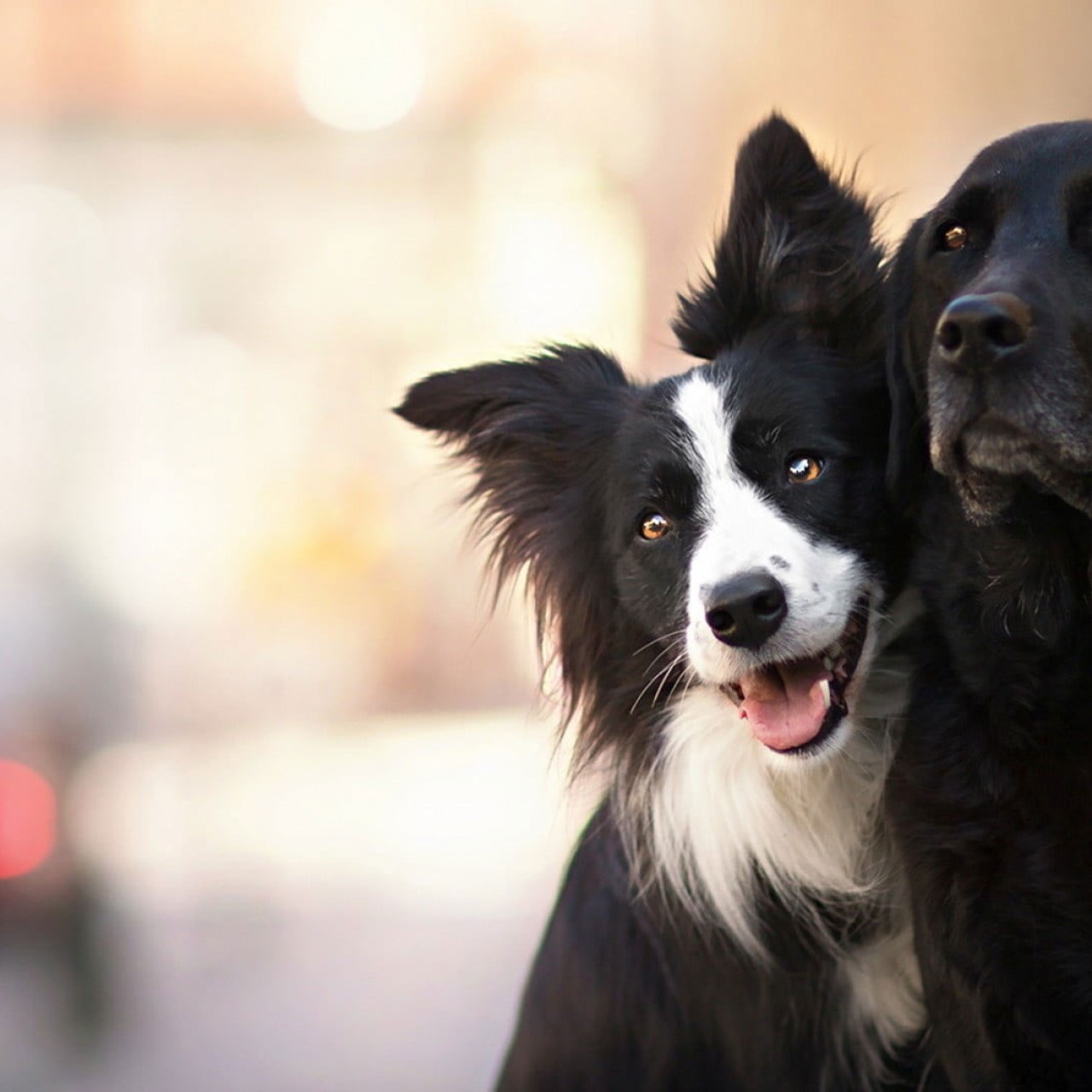 Wallpaper Two White And Black Dogs, Animals • Wallpaper For You