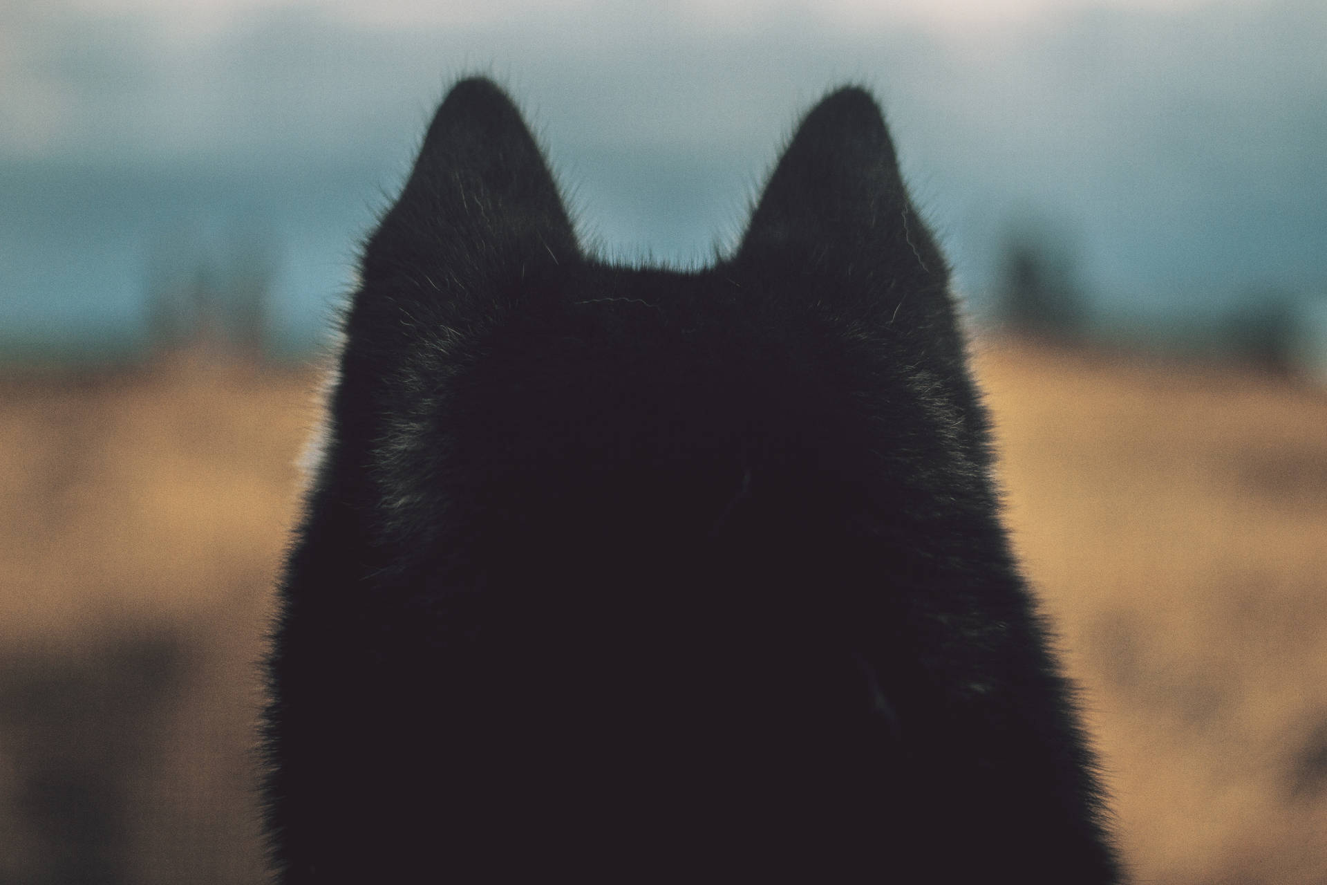 Fluffy Black Dogs Wallpapers Wallpaper Cave