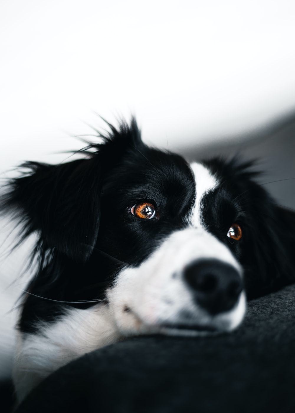white and black dog lying on sofa photo
