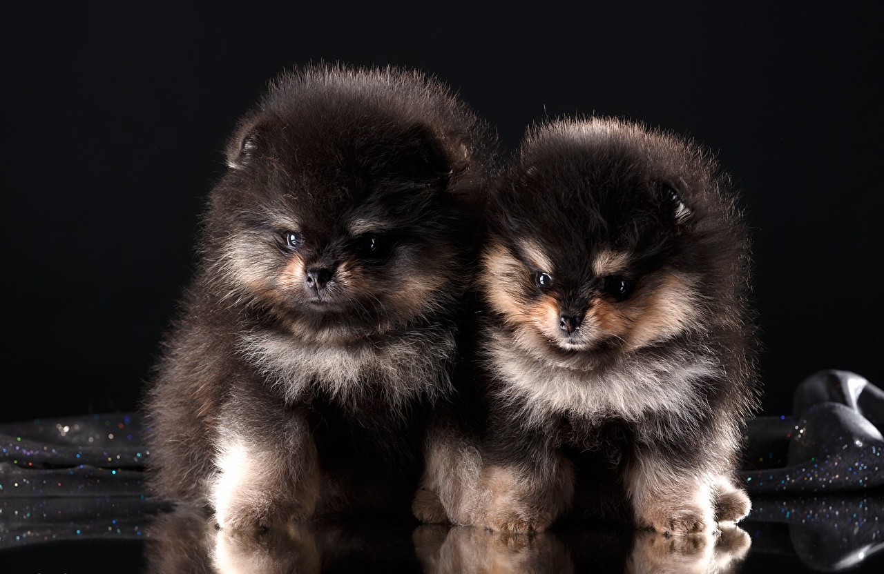 Picture Spitz puppies Dogs Two Black Fluffy Animals