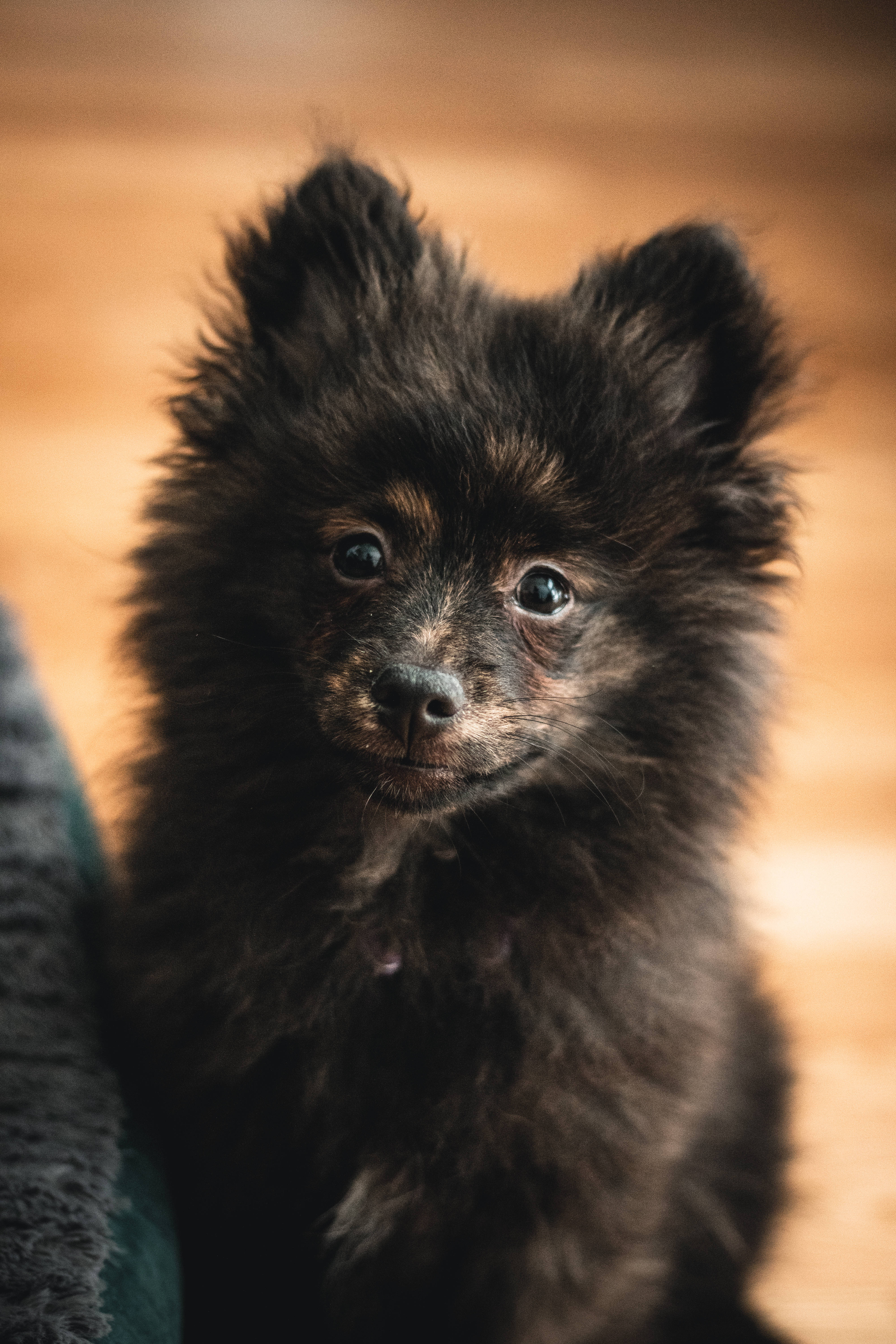 Download Fluffy Black Pomeranian Puppy Wallpaper