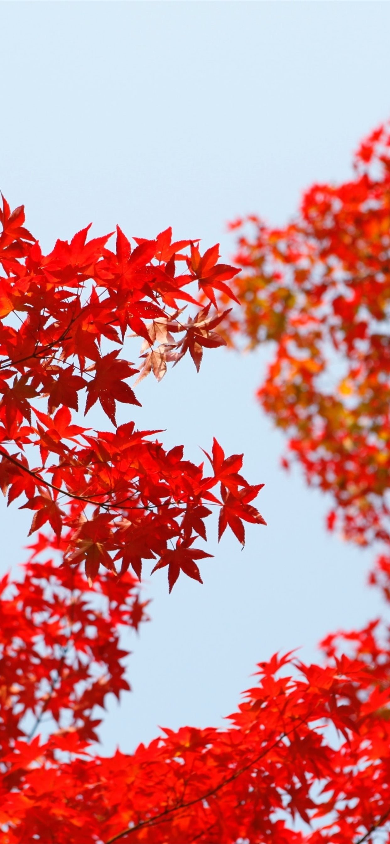 autumn red leaf orange iPhone 11 Wallpaper Free Download