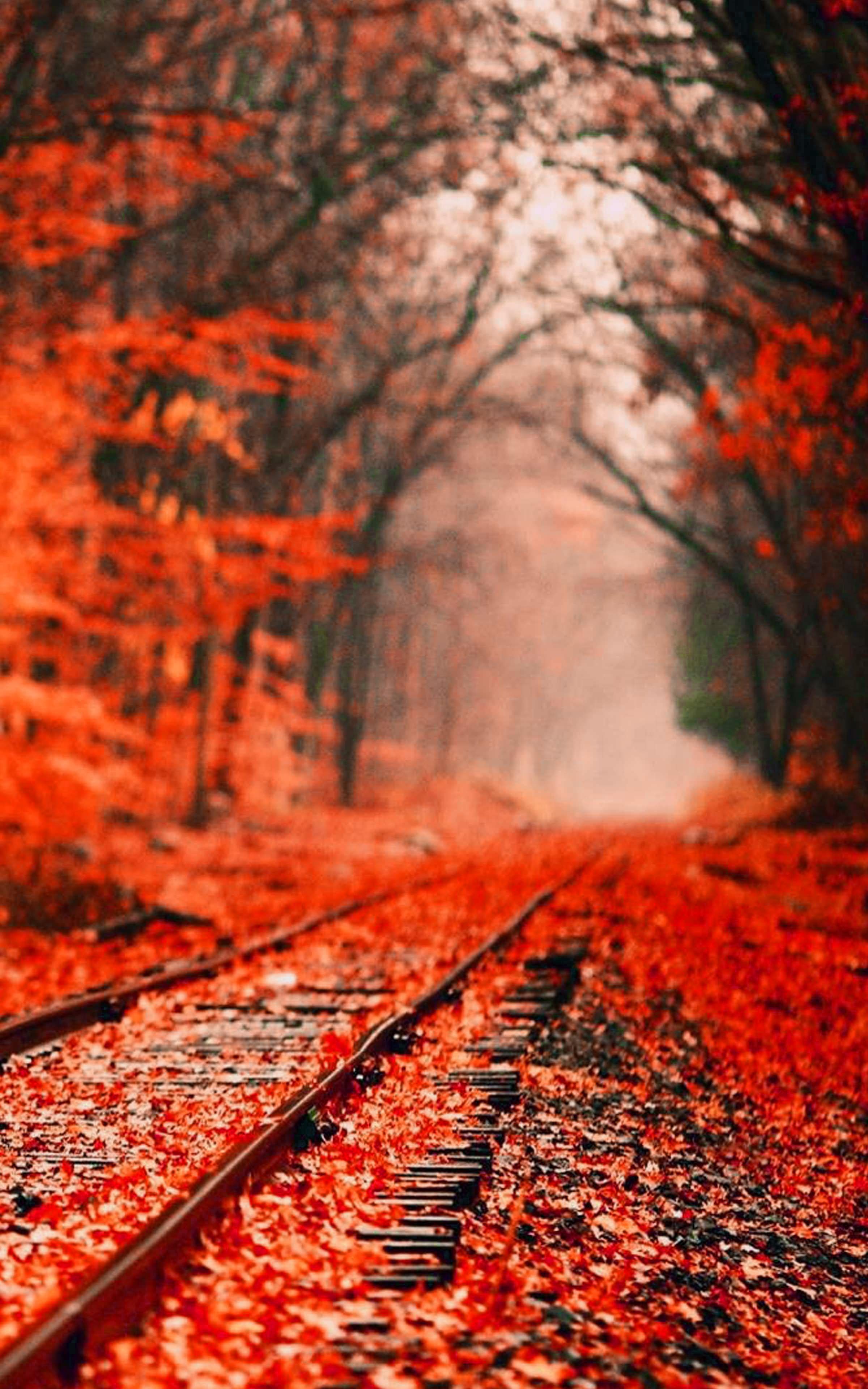 Autumn Foliage Wallpaper Phone Free HD Wallpaper