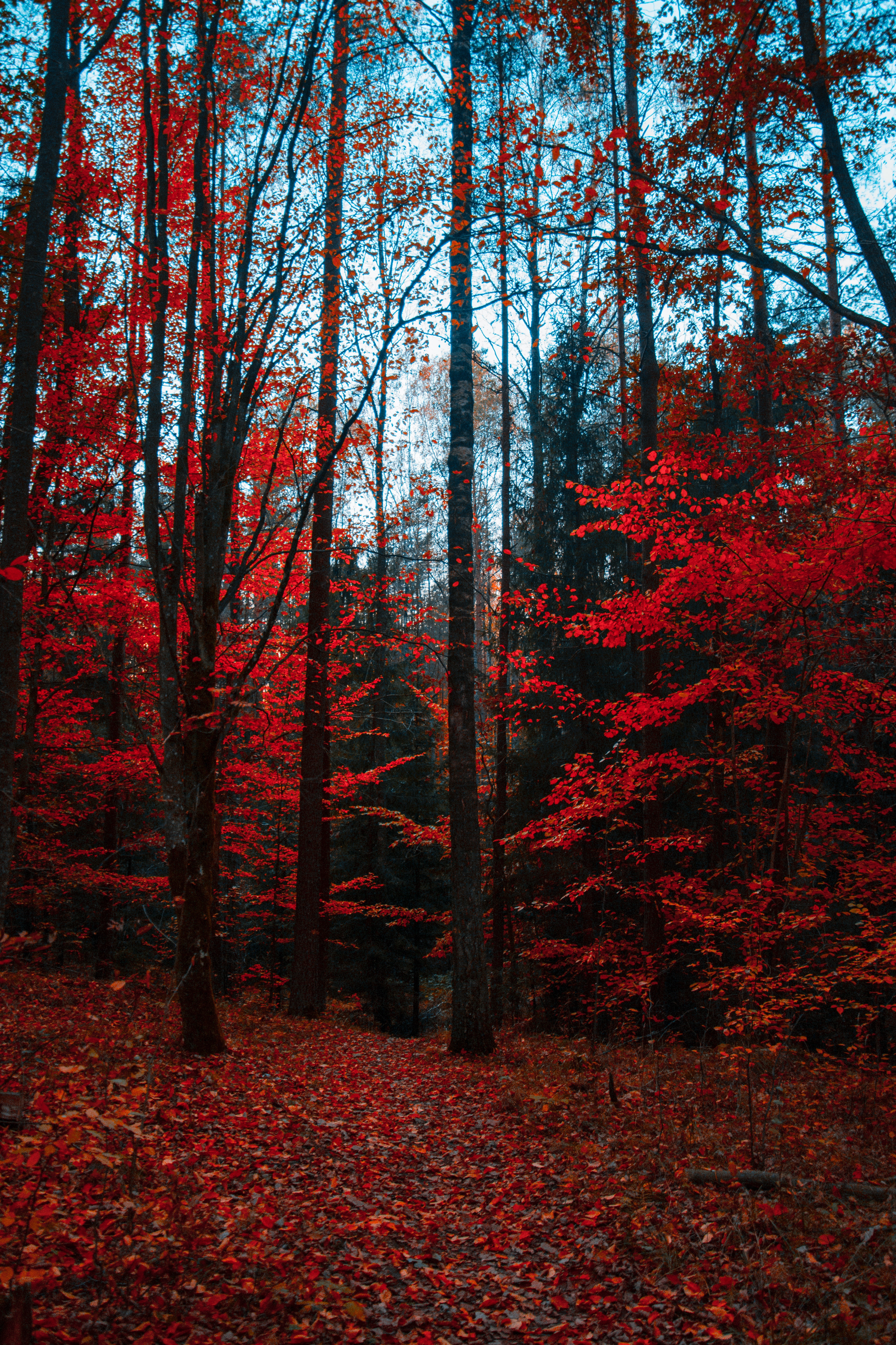 Red Trees · Free
