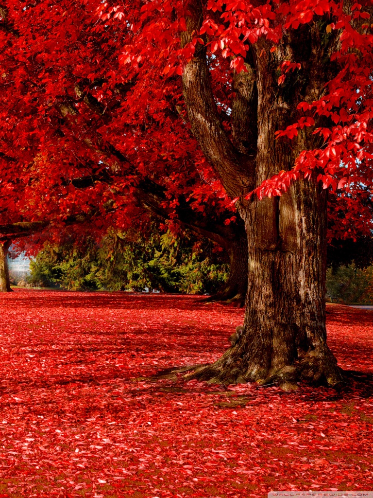 Autumn Red Phone Wallpapers Wallpaper Cave Autumn Red Phone Wallpapers Wallpaper Cave