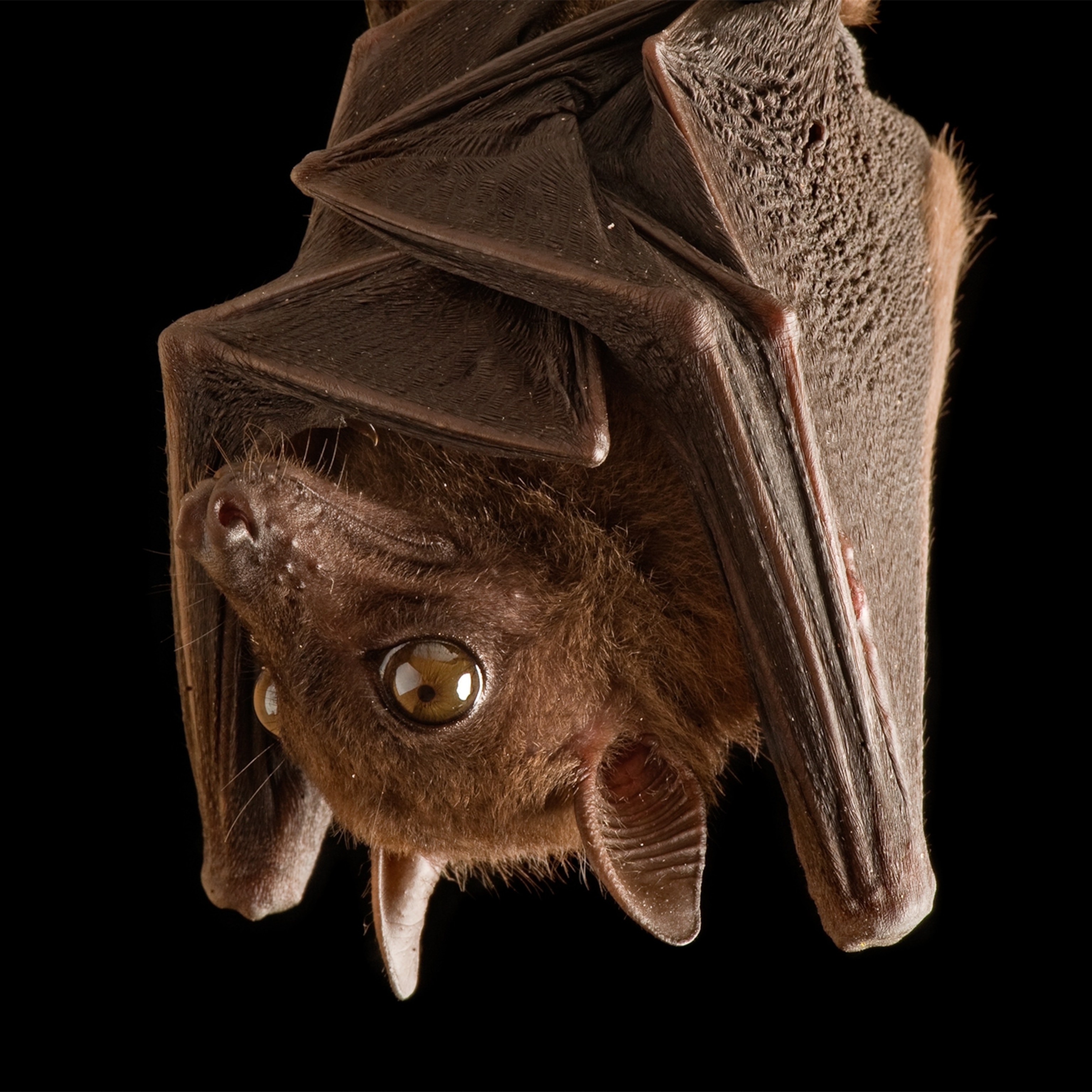 Bat Myths Busted: Are They Really Blind?