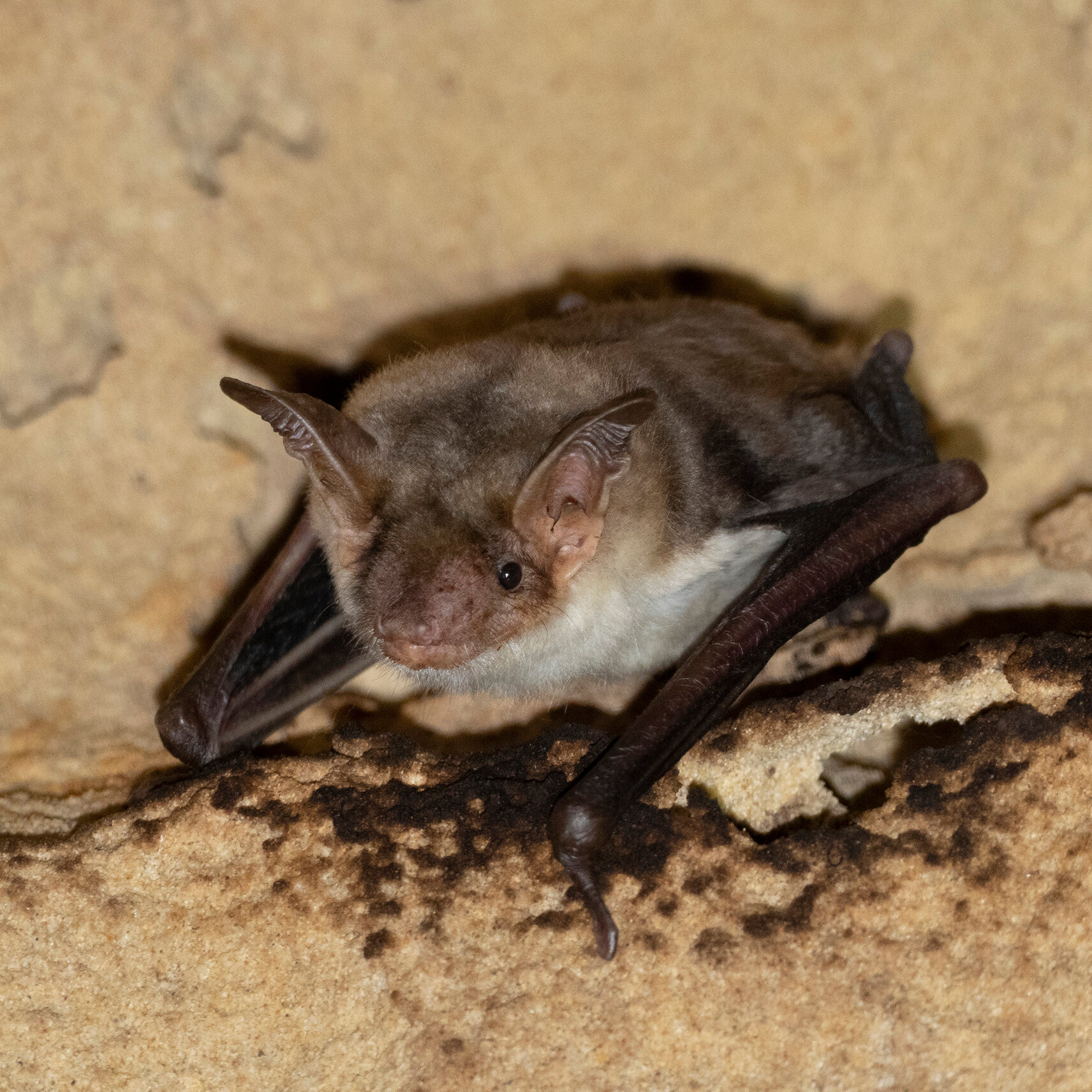 These Bats Buzz Like Hornets to Scare Off Predators