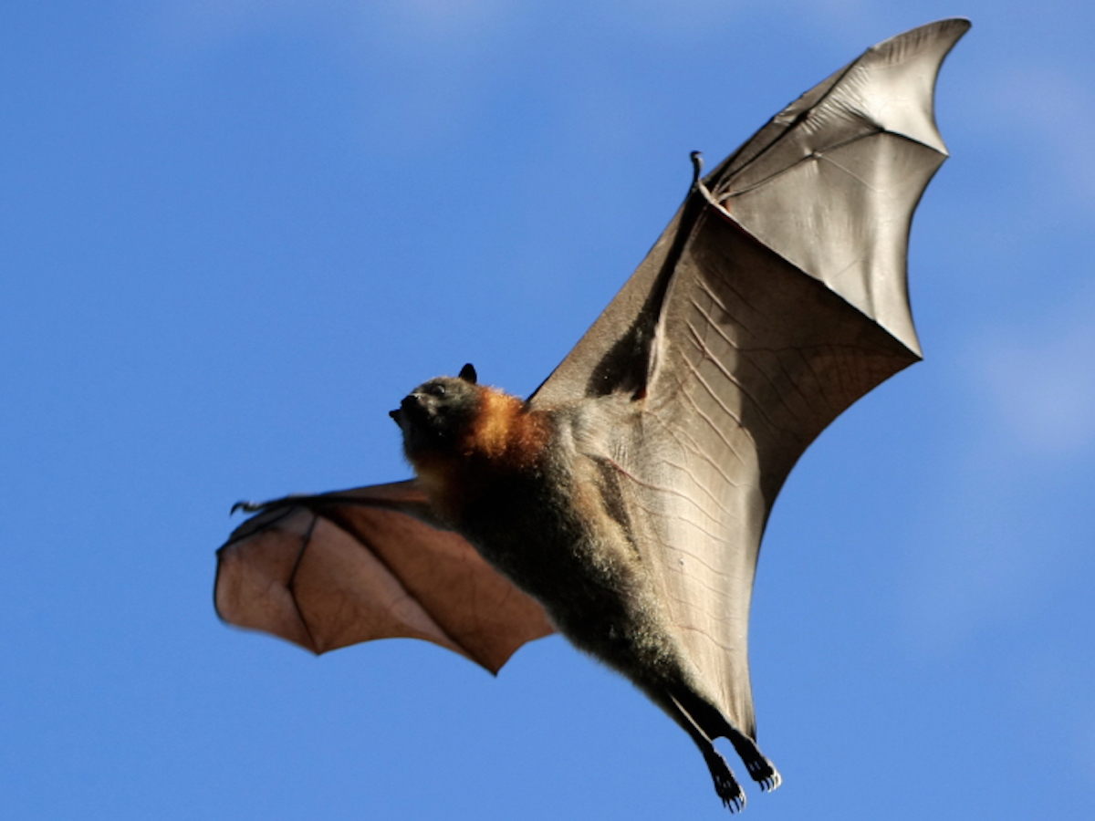 How to Get Rid of Bats: Bat Facts, Information, Pest Control