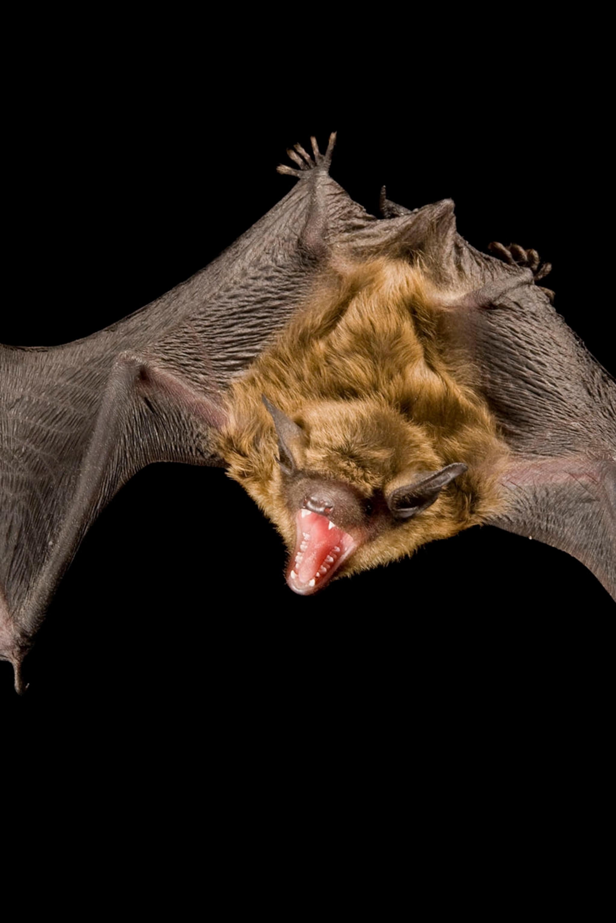 Bats, facts and photo