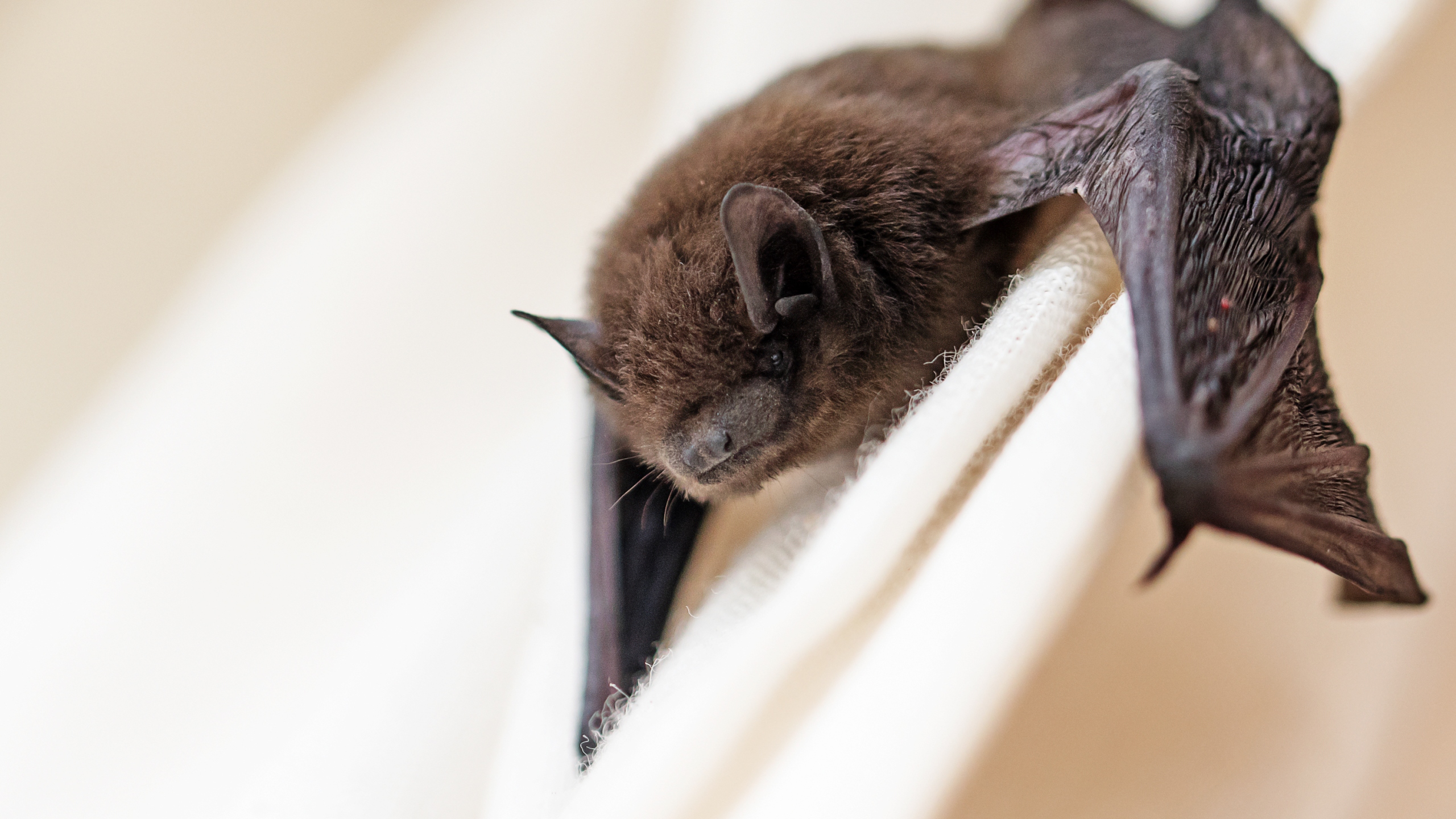 Rabid bat bites Savannah resident