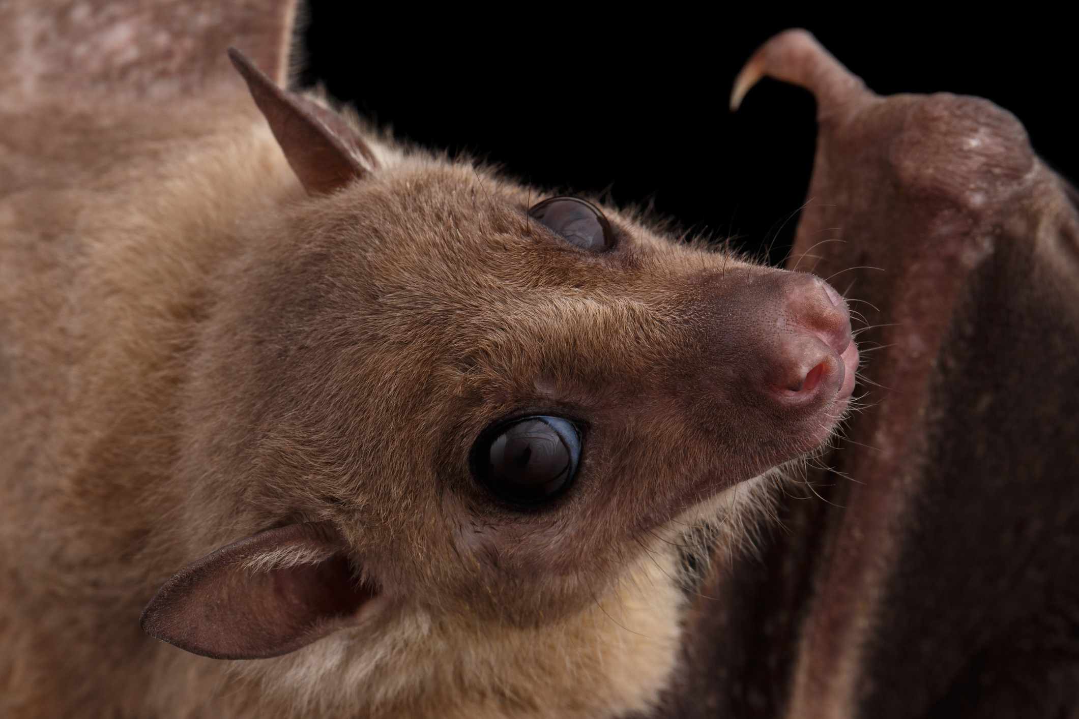 of the Cutest Bat Species