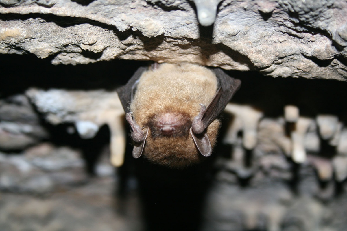 Awesome Facts About Bats. U.S. Department of the Interior