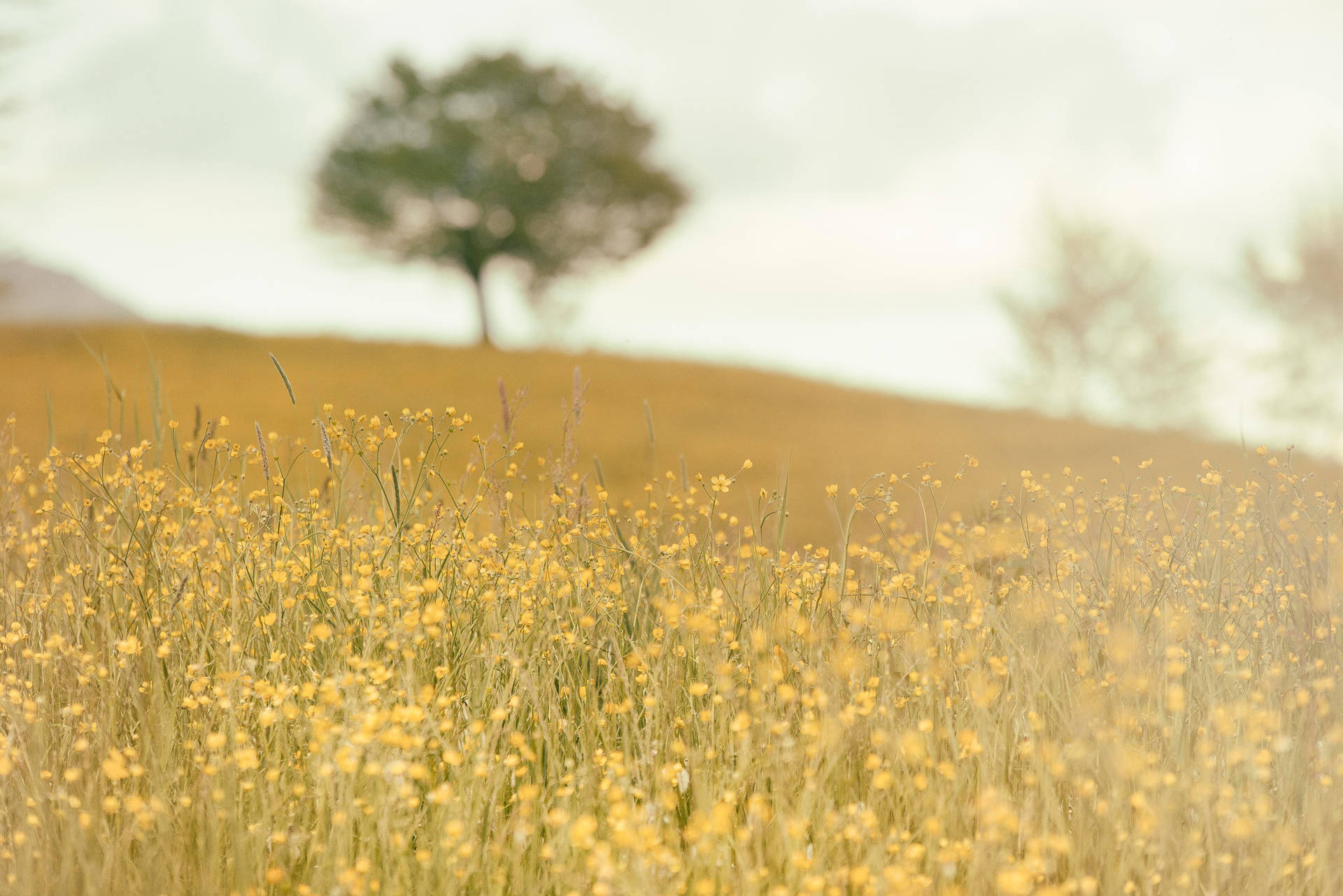 Meadow Autumn Wallpapers - Wallpaper Cave