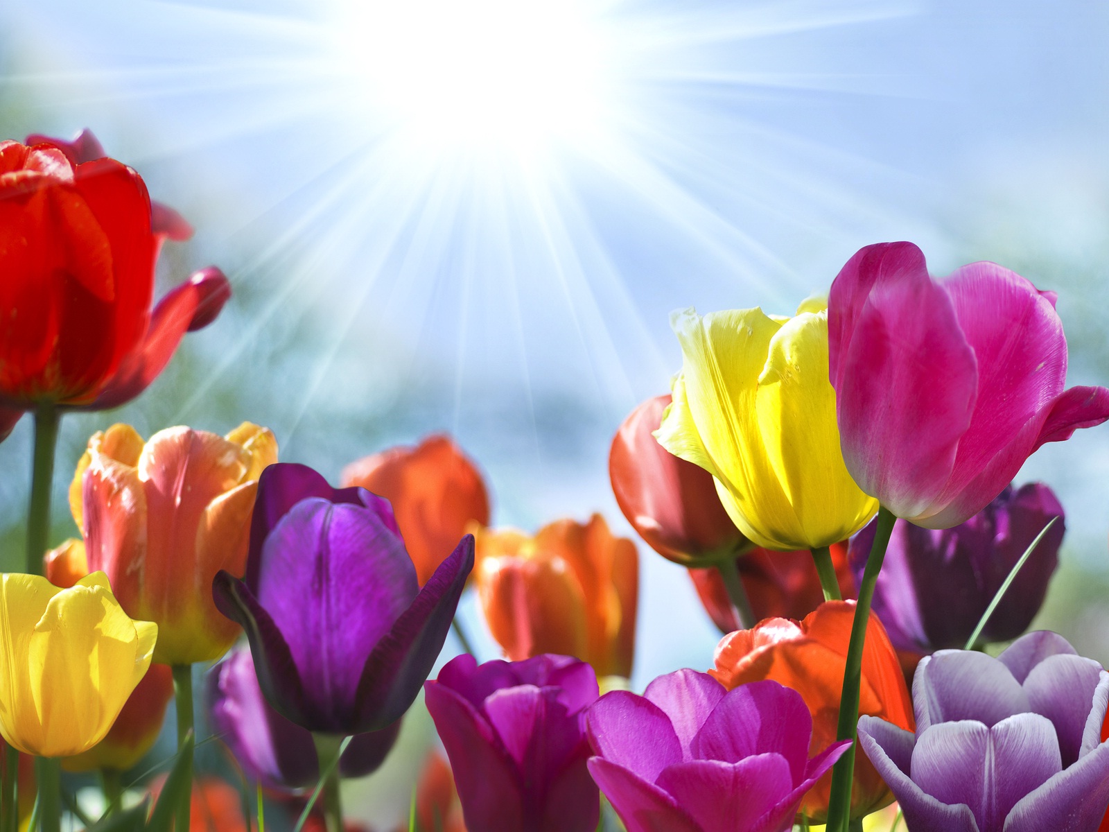 Tulip Flowers And Morning Sunshine Wallpaper And Background Day Pics And Quotes
