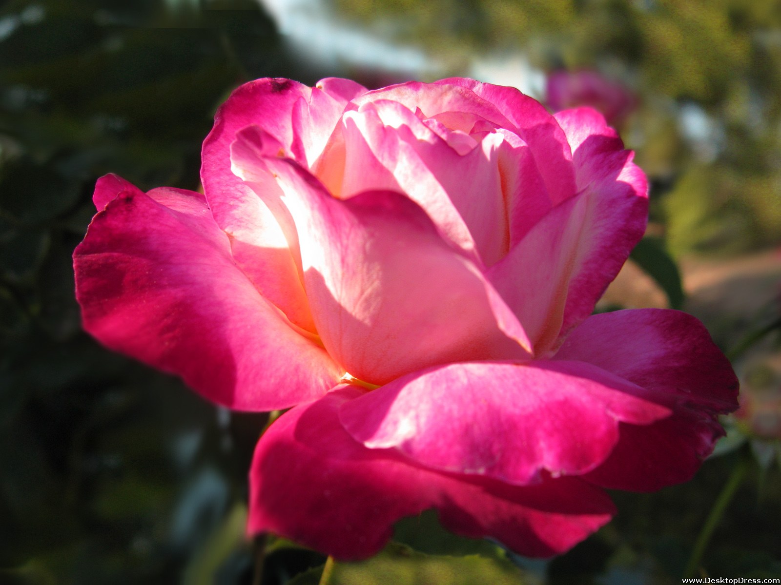 Desktop Wallpaper Flowers Background Sunshine Rose