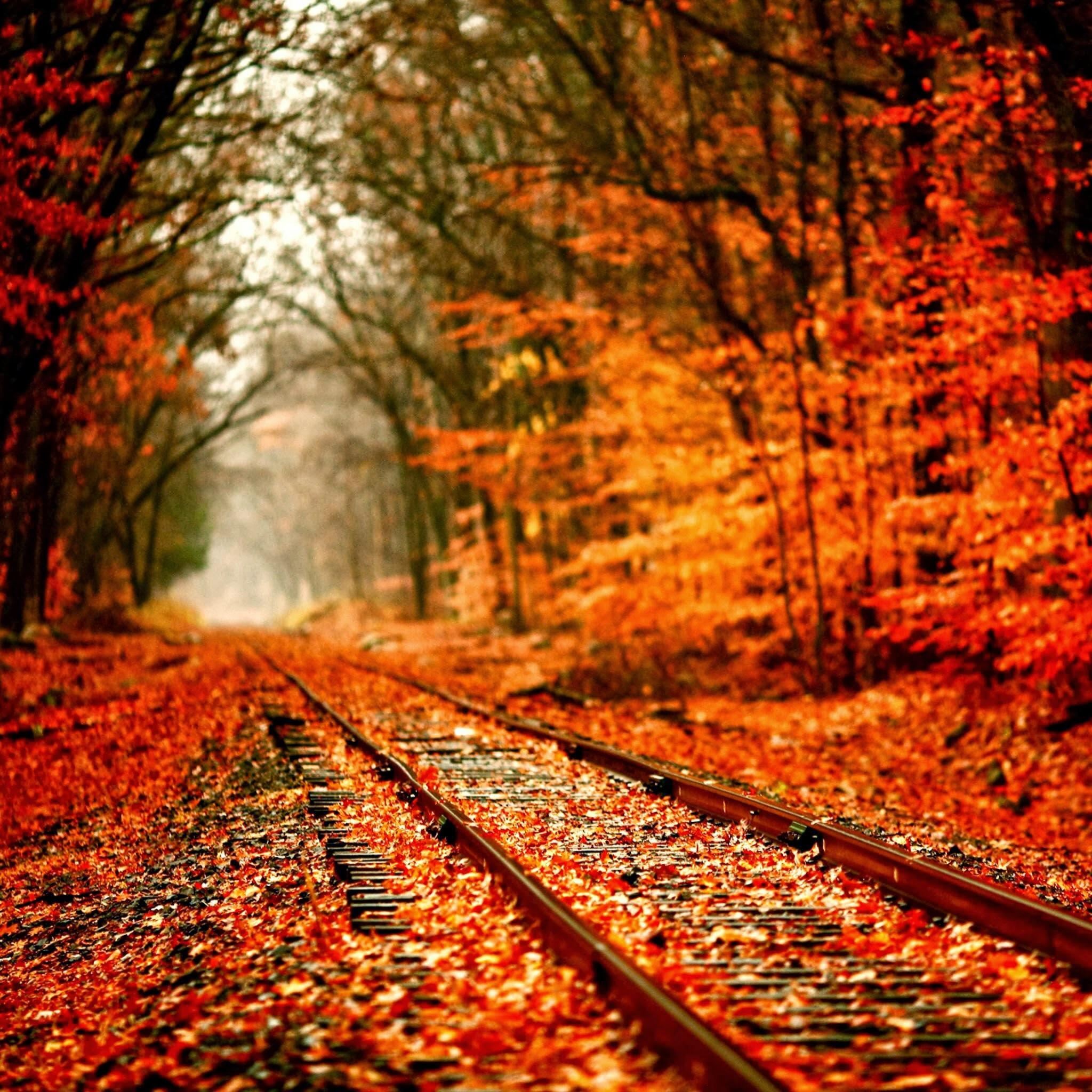 Autumn Railway Covered With Orange Maple Leves iPad Air Wallpaper Free Download