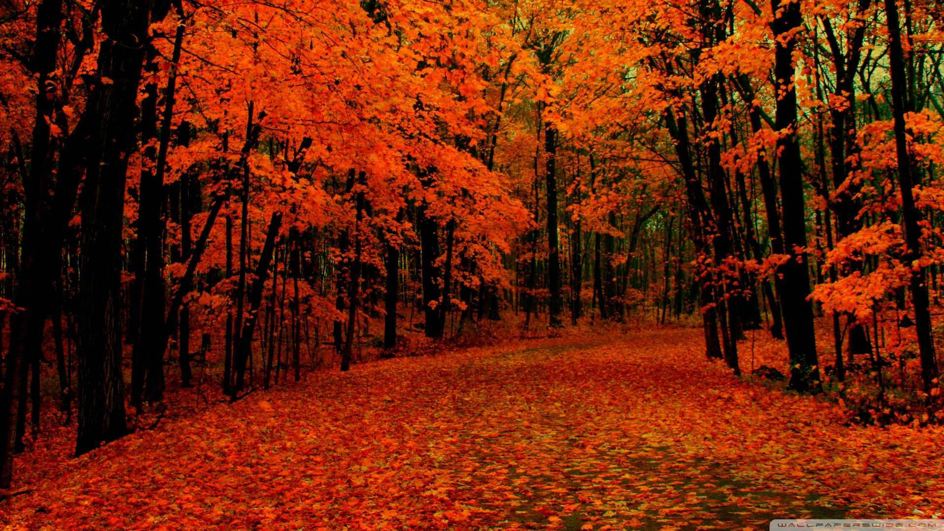 Download Red Forest On Fall Wallpaper