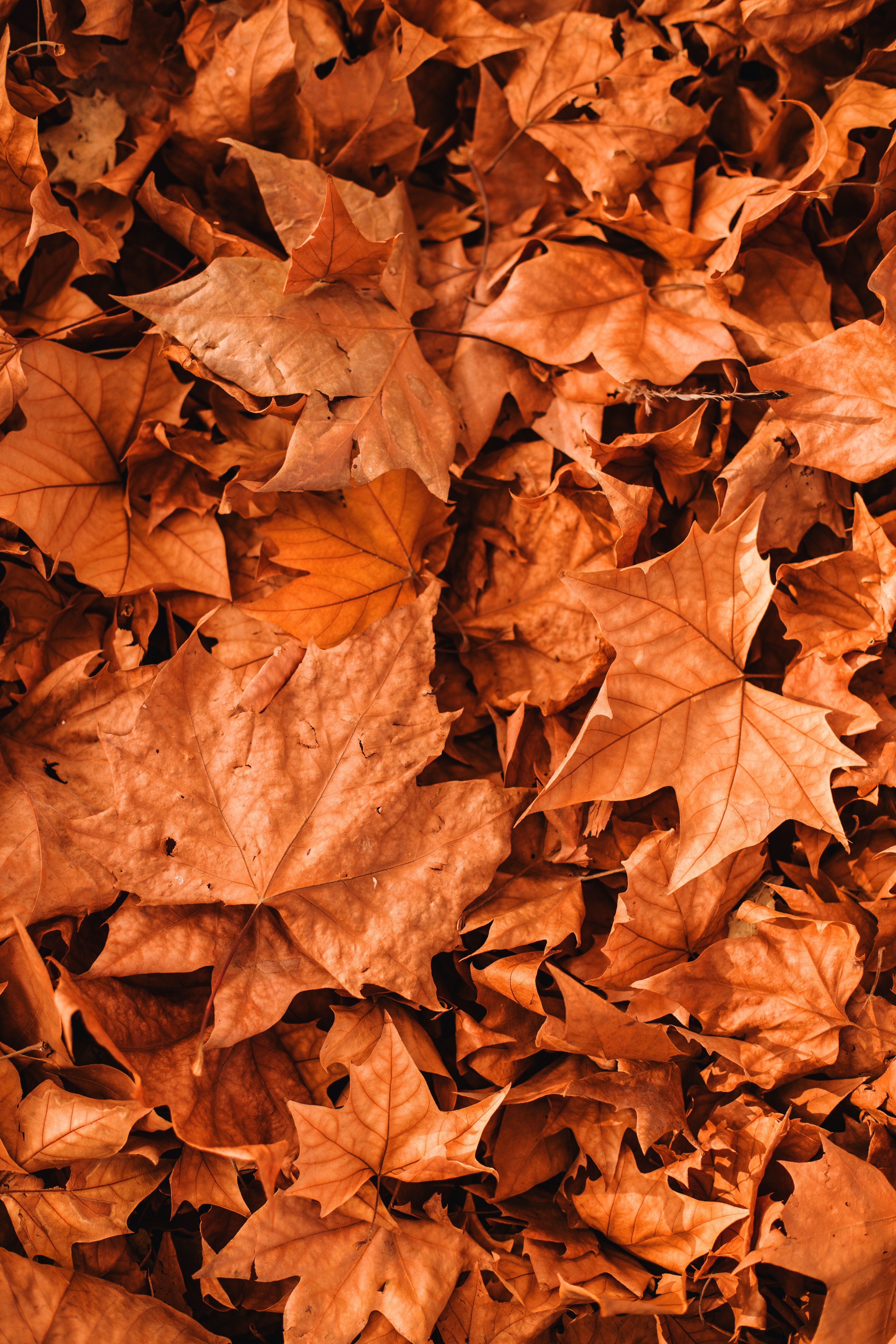 Autumn Background Photo, Download Free Autumn Background & HD Image