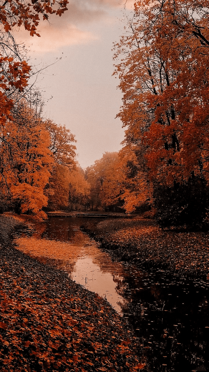 small river covered with orange fall leaves autumn wallpaper iphone surrounded by tall trees with orange yellow leaves, Best iPhone Wallpaper and iPhone background, WallpaperUpdate, Best iPhone Wallpaper and