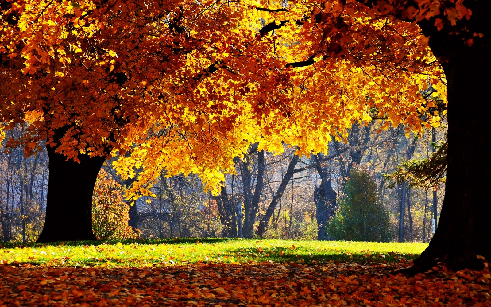 Natural Scene Wallpaper: Autumn Wallpaper