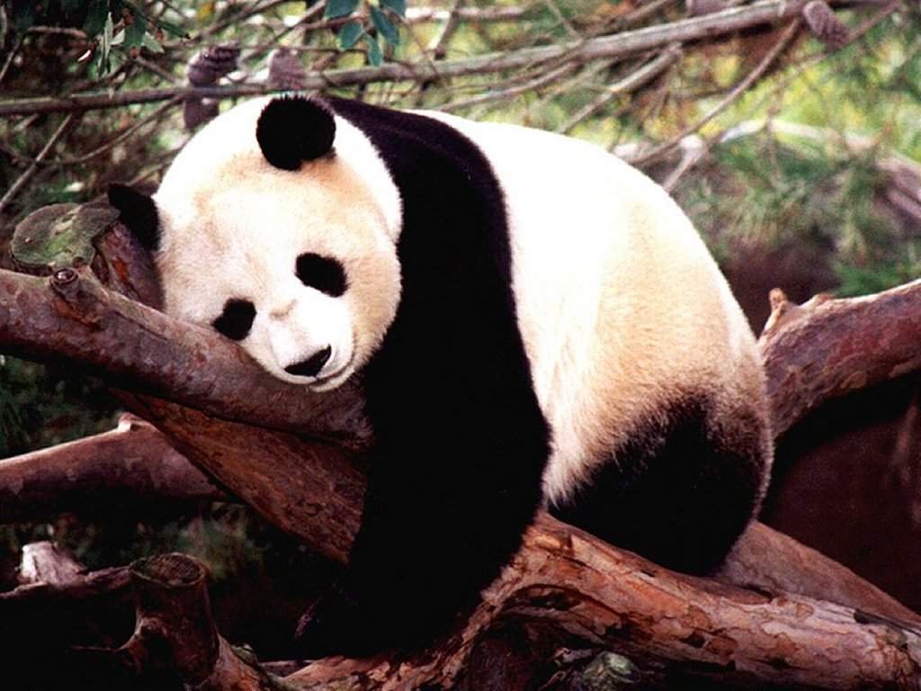 Funny Animal: Funny fat panda wallpaper