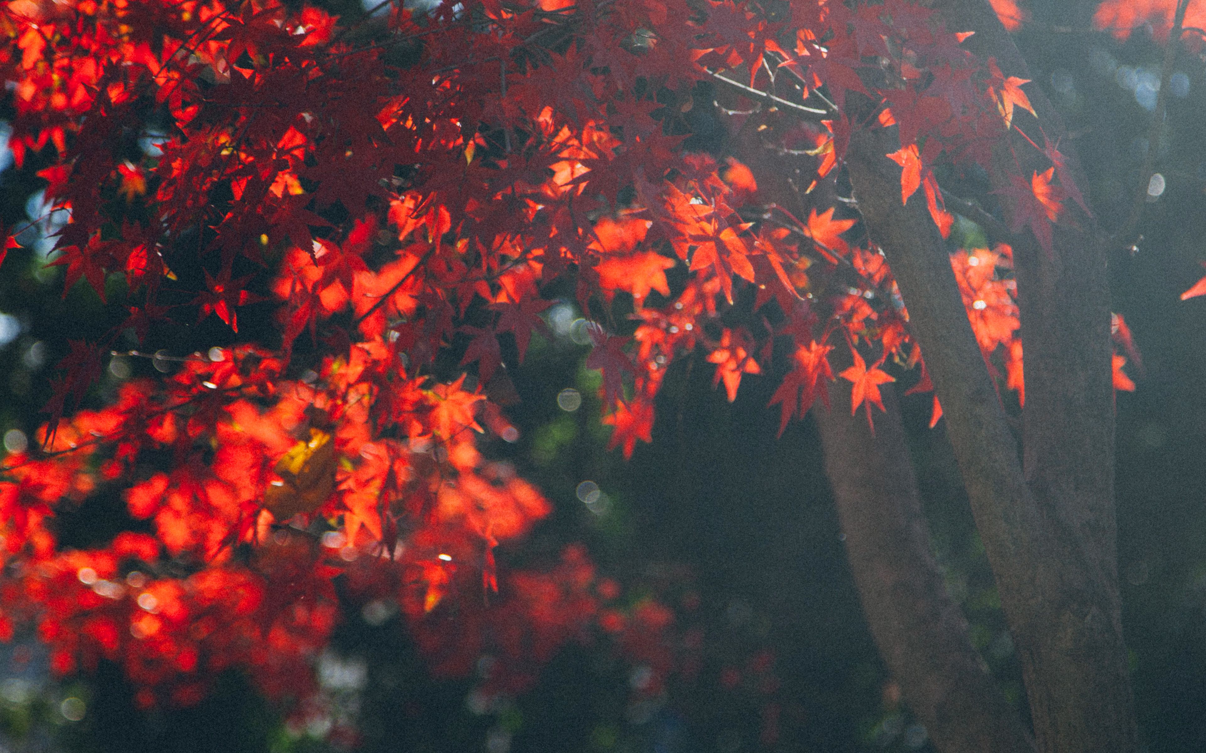 Autumn MacBook Wallpaper