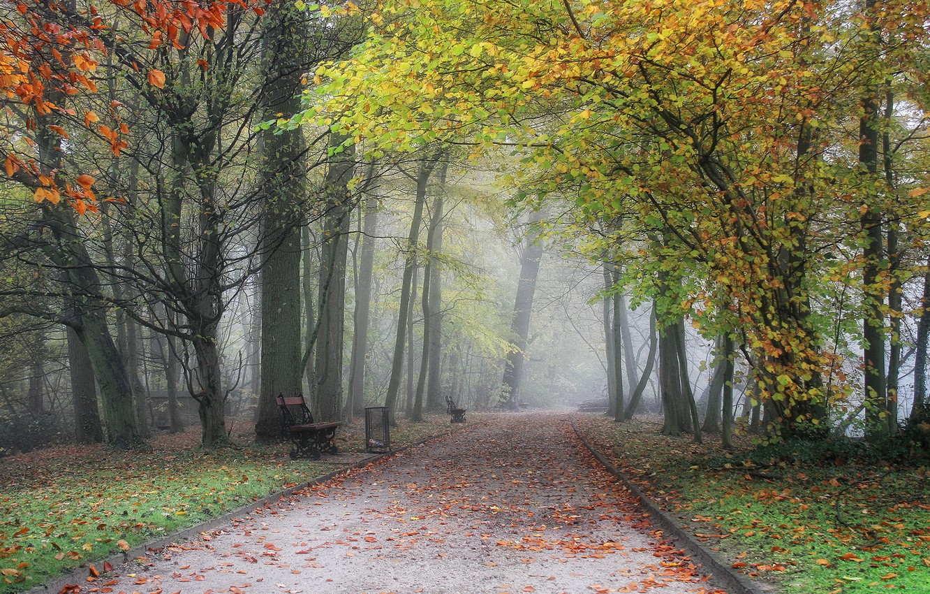 Wallpaper autumn, bench, fog, Park, track, Belgium, alley, trees, park, Autumn, fog image for desktop, section пейзажи