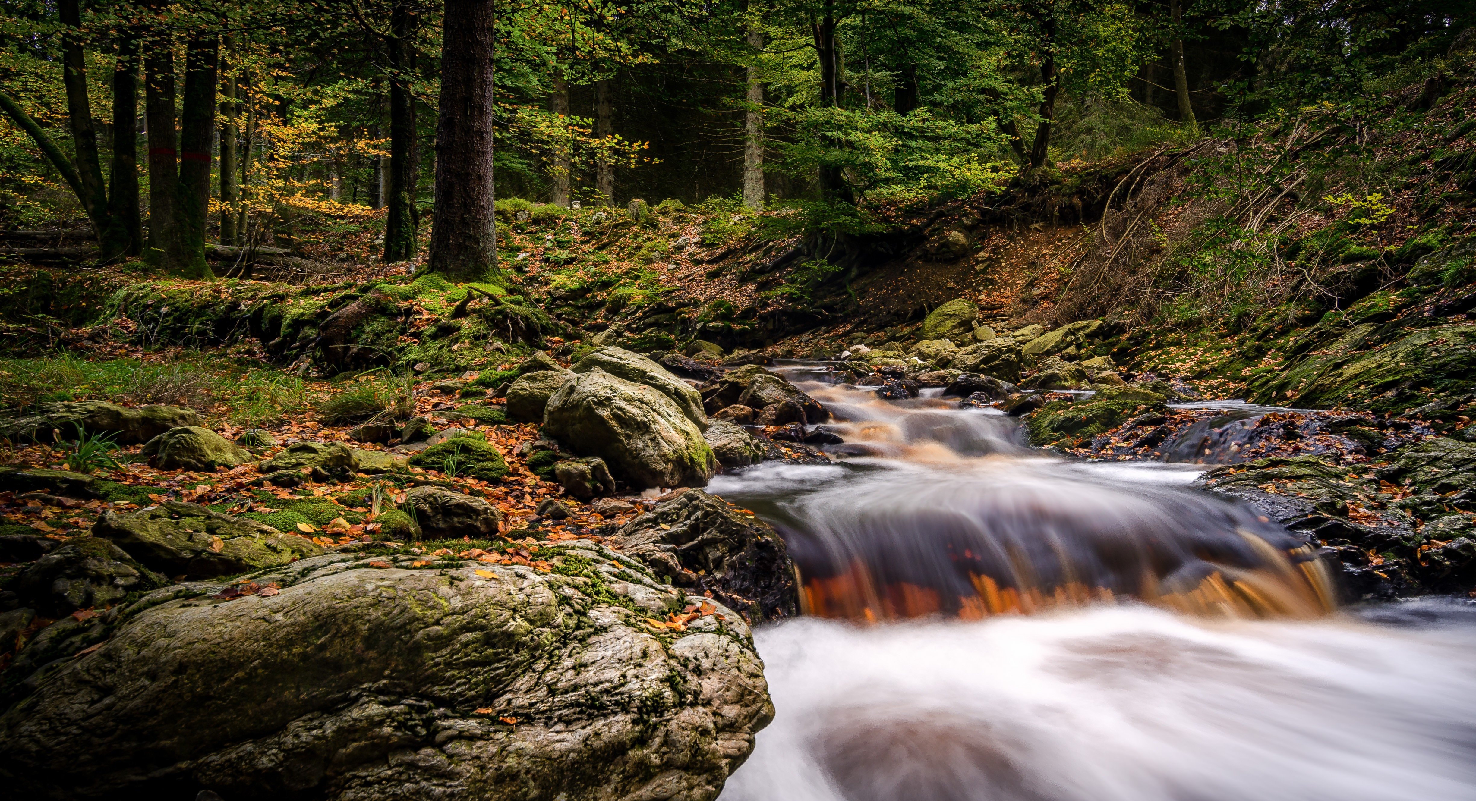 forest, Stream, Rocks, Trees, Nature, Branches, Eupen, Liege, Belgium, Autumn Wallpaper HD / Desktop and Mobile Background