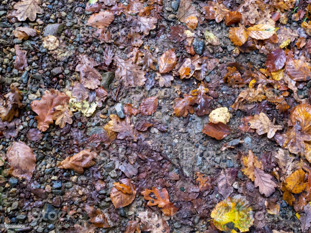 Wet Autumn Leaves On A Forest Path In Belgium Texture Background Image Now