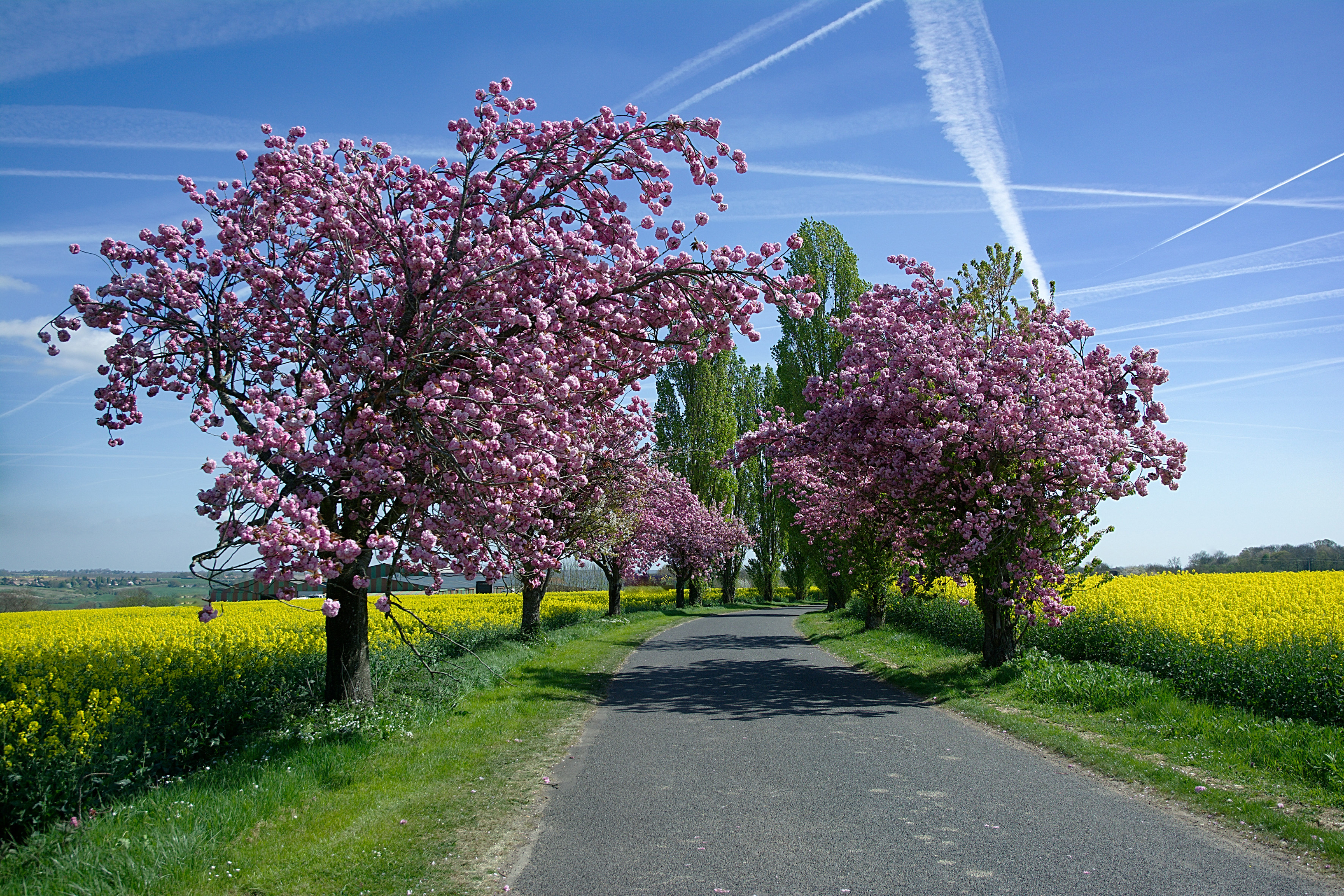 Country Road in Spring