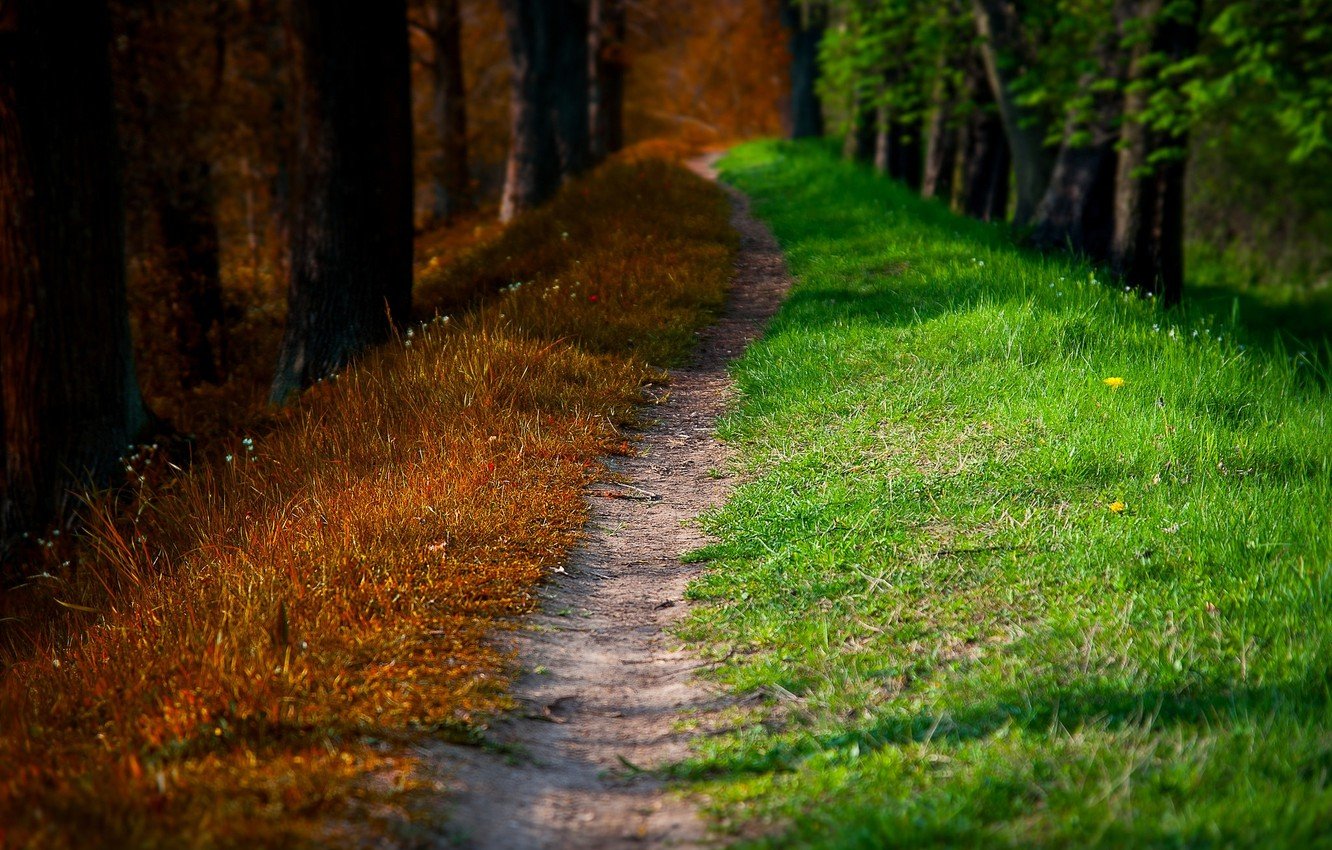 Wallpaper road, autumn, forest, trees, nature, Park, spring, forest, road, trees, nature, park, autumn, leaves, spring, walk image for desktop, section природа