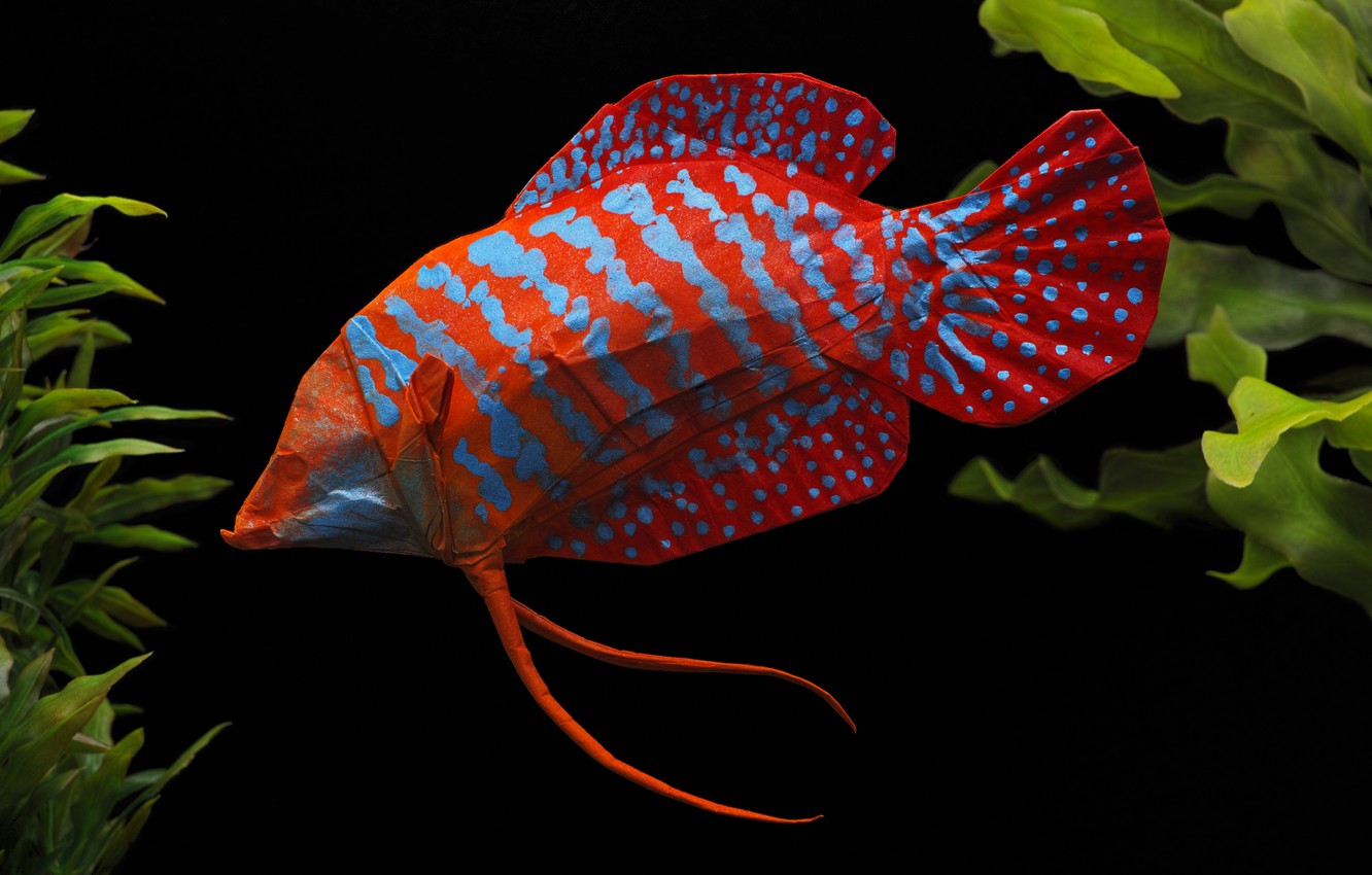Wallpaper paper, fish, origami, Gourami image for desktop, section разное