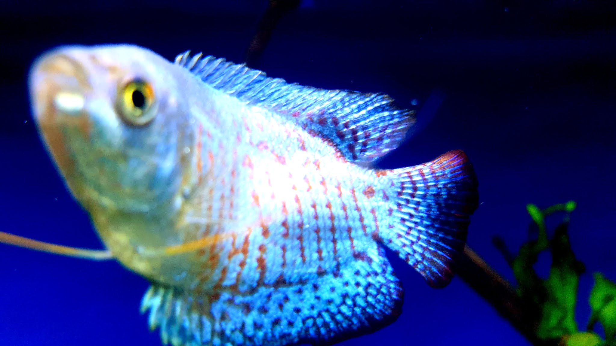 Dwarf Gourami Fish 4K HD Wallpaper