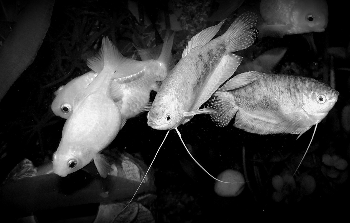 Wallpaper water, nature, photo, mood, aquarium, fish, black, gold, gourami image for desktop, section животные