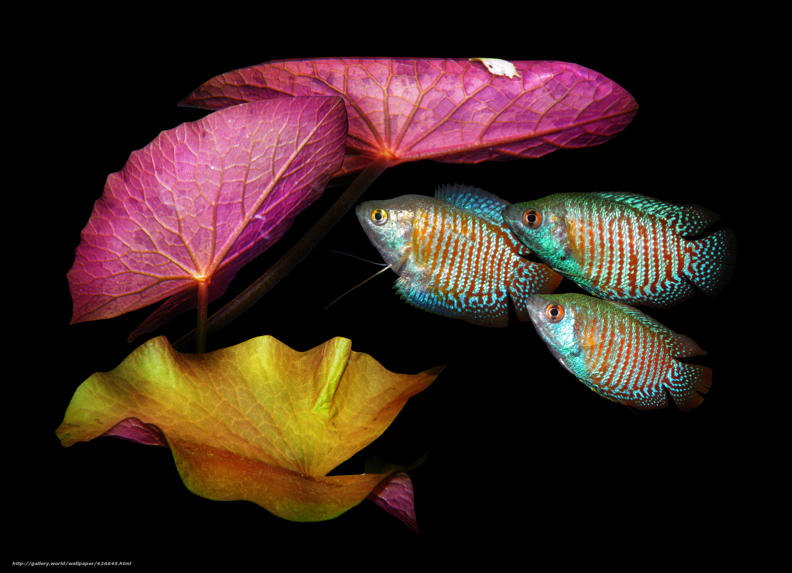 Dwarf Gourami Wallpaper 18750