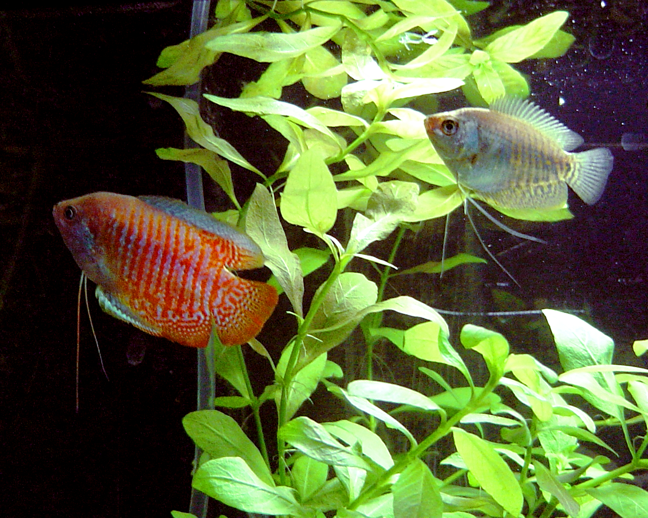 Dwarf gourami