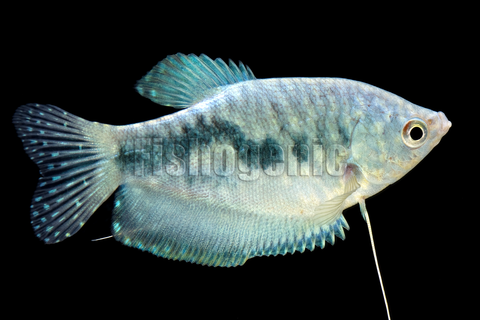 Blue Gourami Gallery