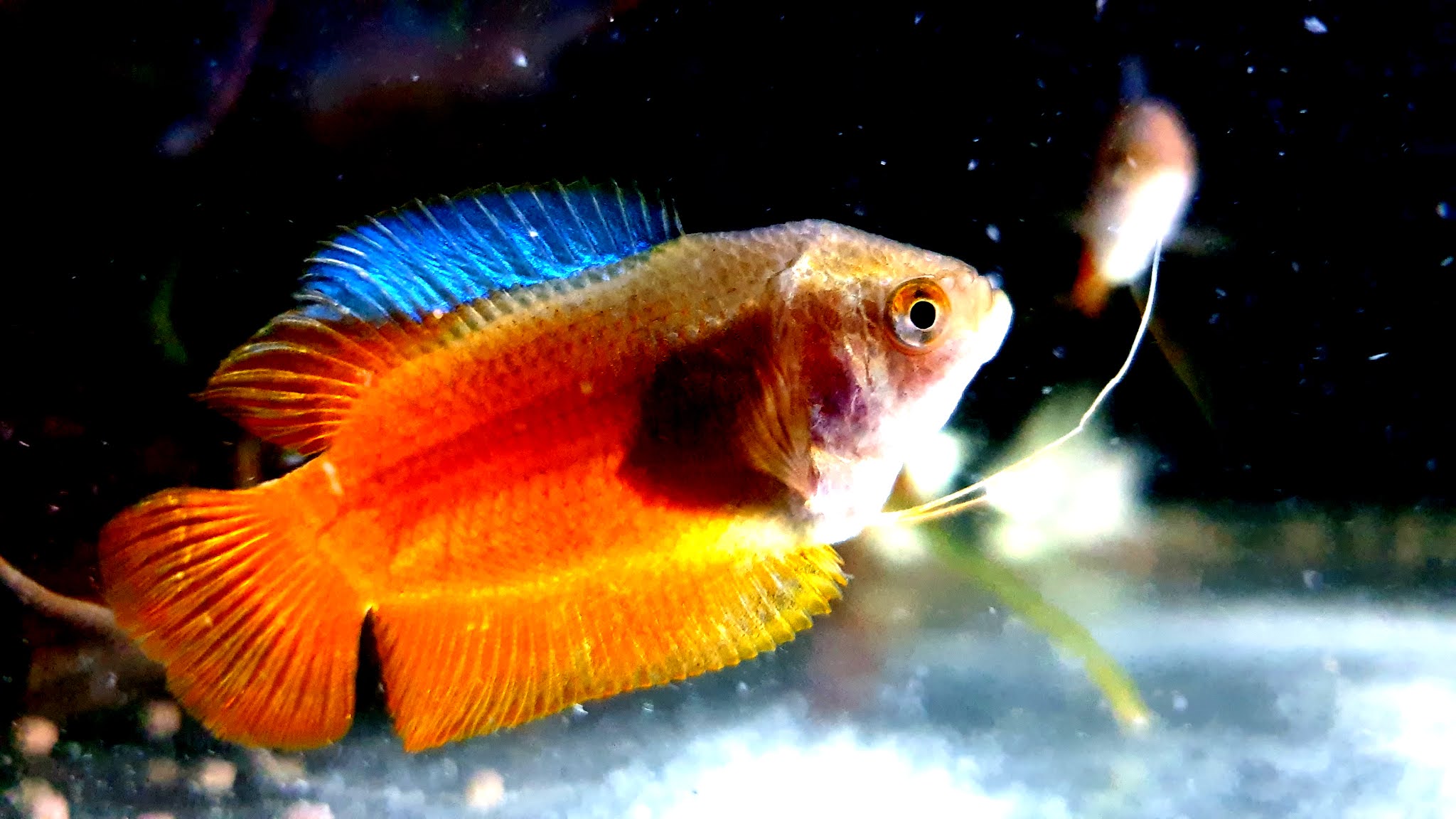 Dwarf Gourami Fish 4K HD Wallpaper