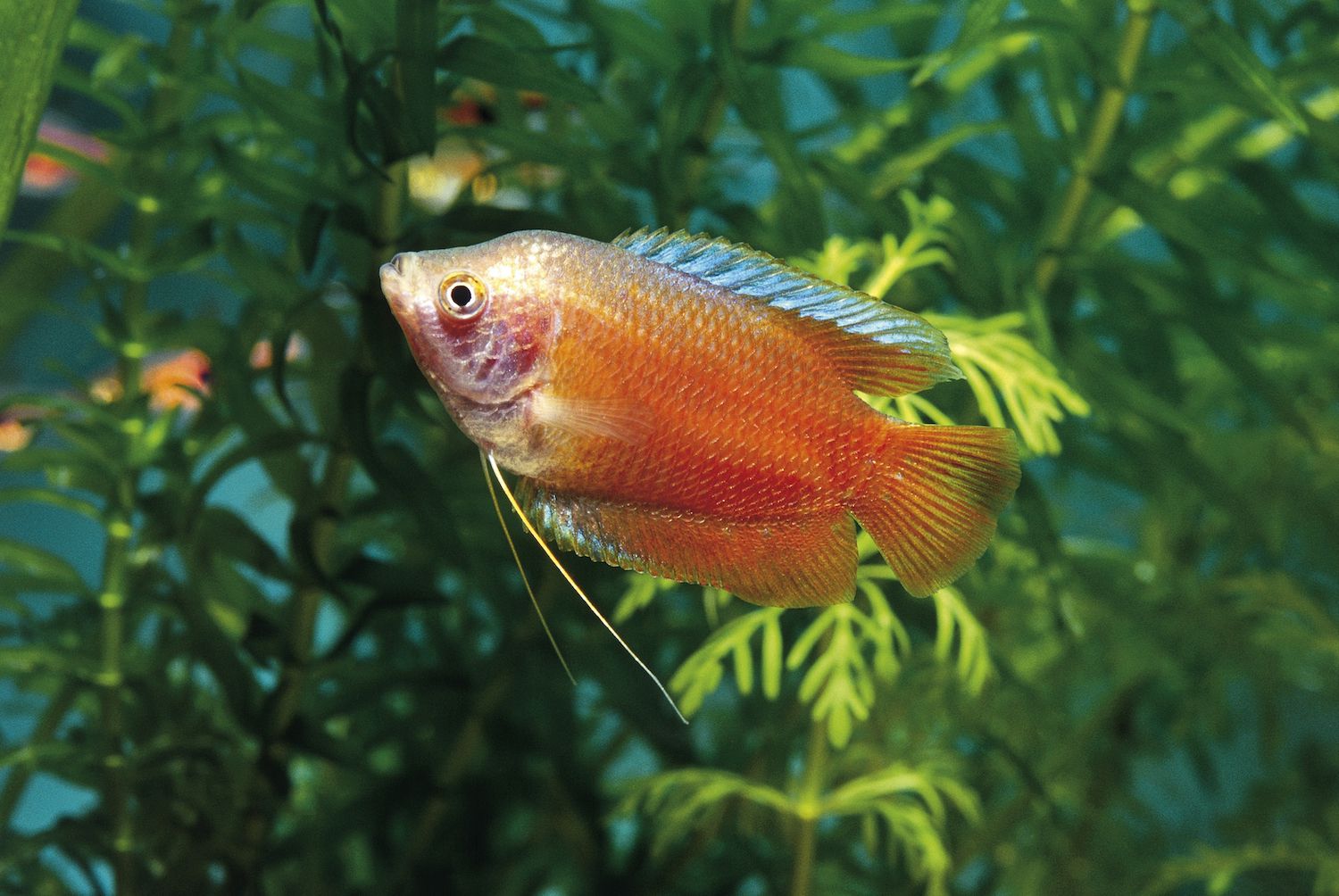 Dwarf Gourami Fish Species Profile
