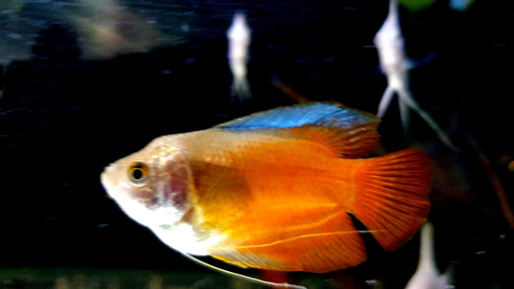 Dwarf Gourami Fish 4K HD Wallpaper