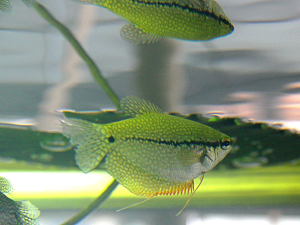 Pearl Gourami. GENERAL CHARACTERISTICS: Brownish Silver Col