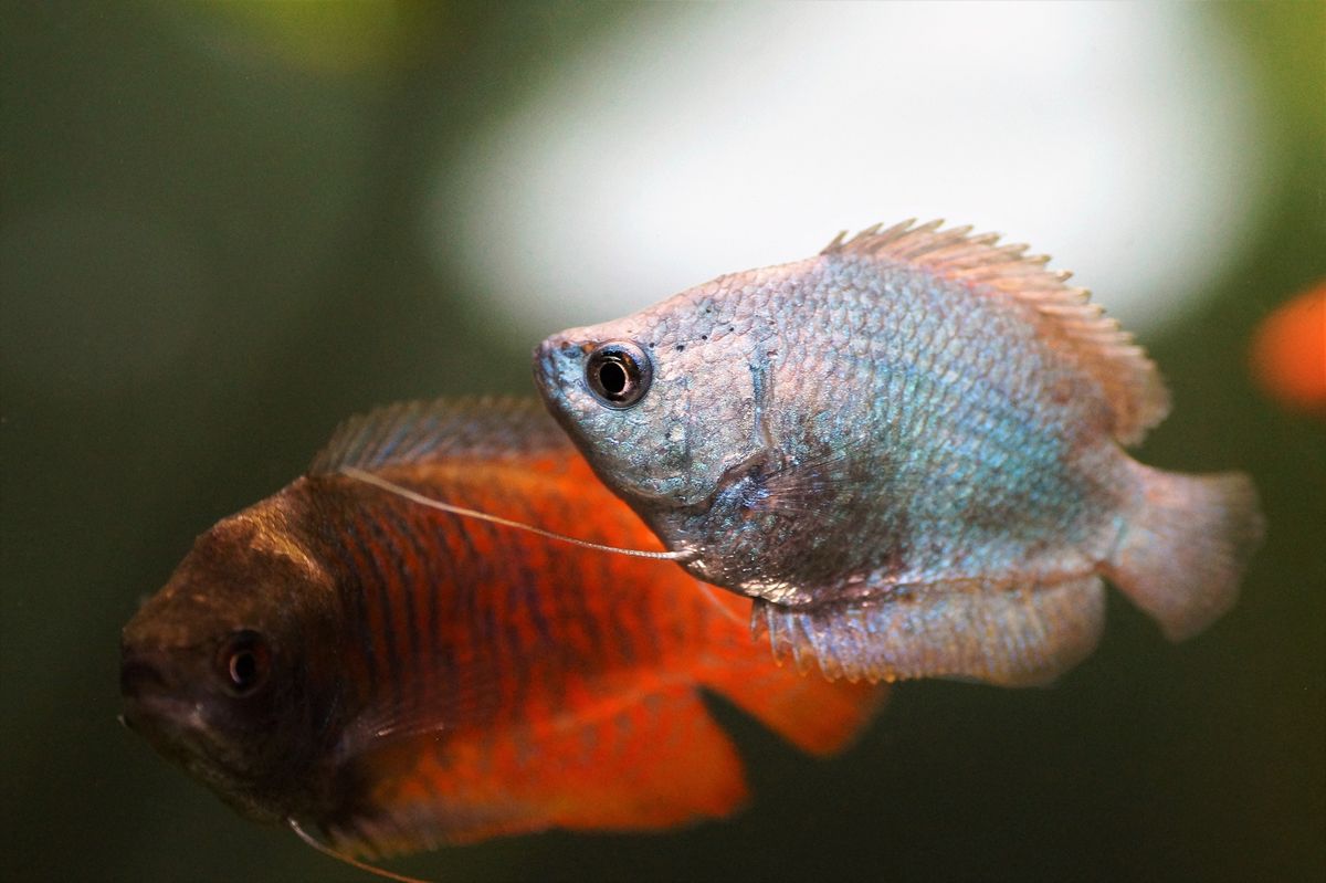 Keeping Dwarf Gouramis in the Freshwater Tank