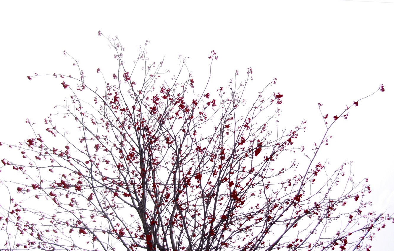 Wallpaper The sky, Winter, Tree, Sakura, Bush, Black, White, Rowan, Red, Berry, Kalina, Japanese motifs image for desktop, section природа